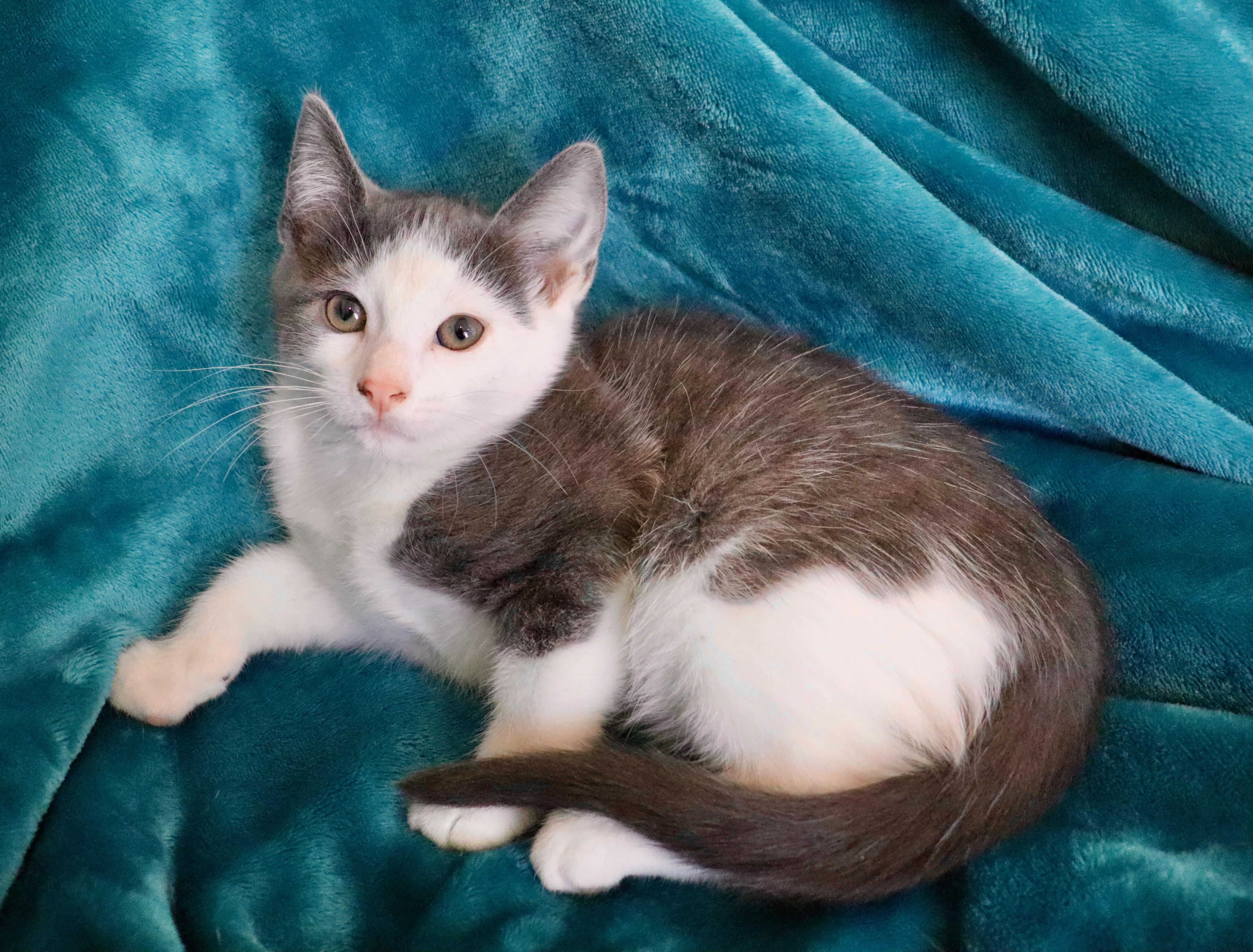 Enlarge Milan, an adopted mixed breed in Saint Augustine, FL image 3/6