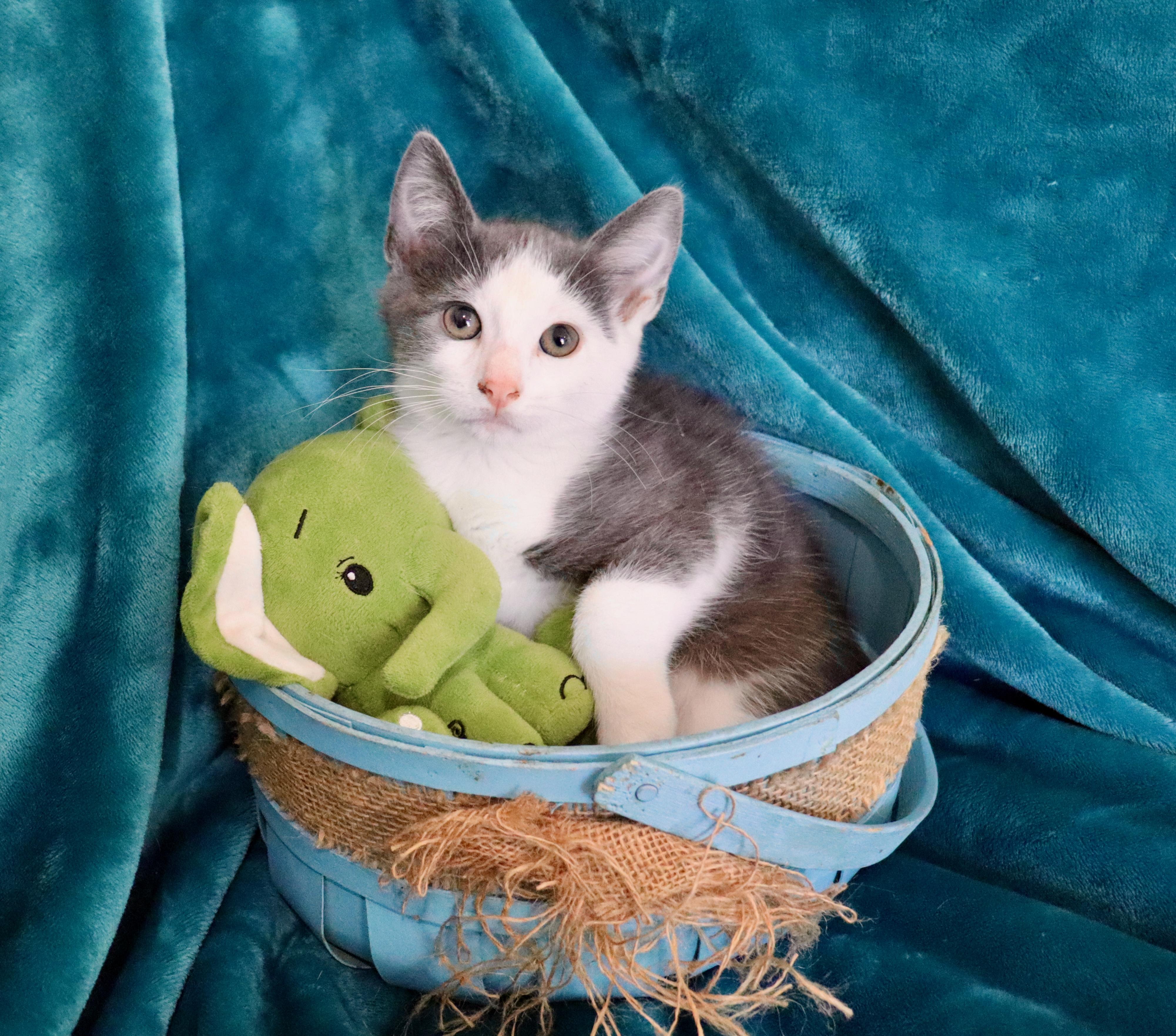 Enlarge Milan, an adopted mixed breed in Saint Augustine, FL image 5/6