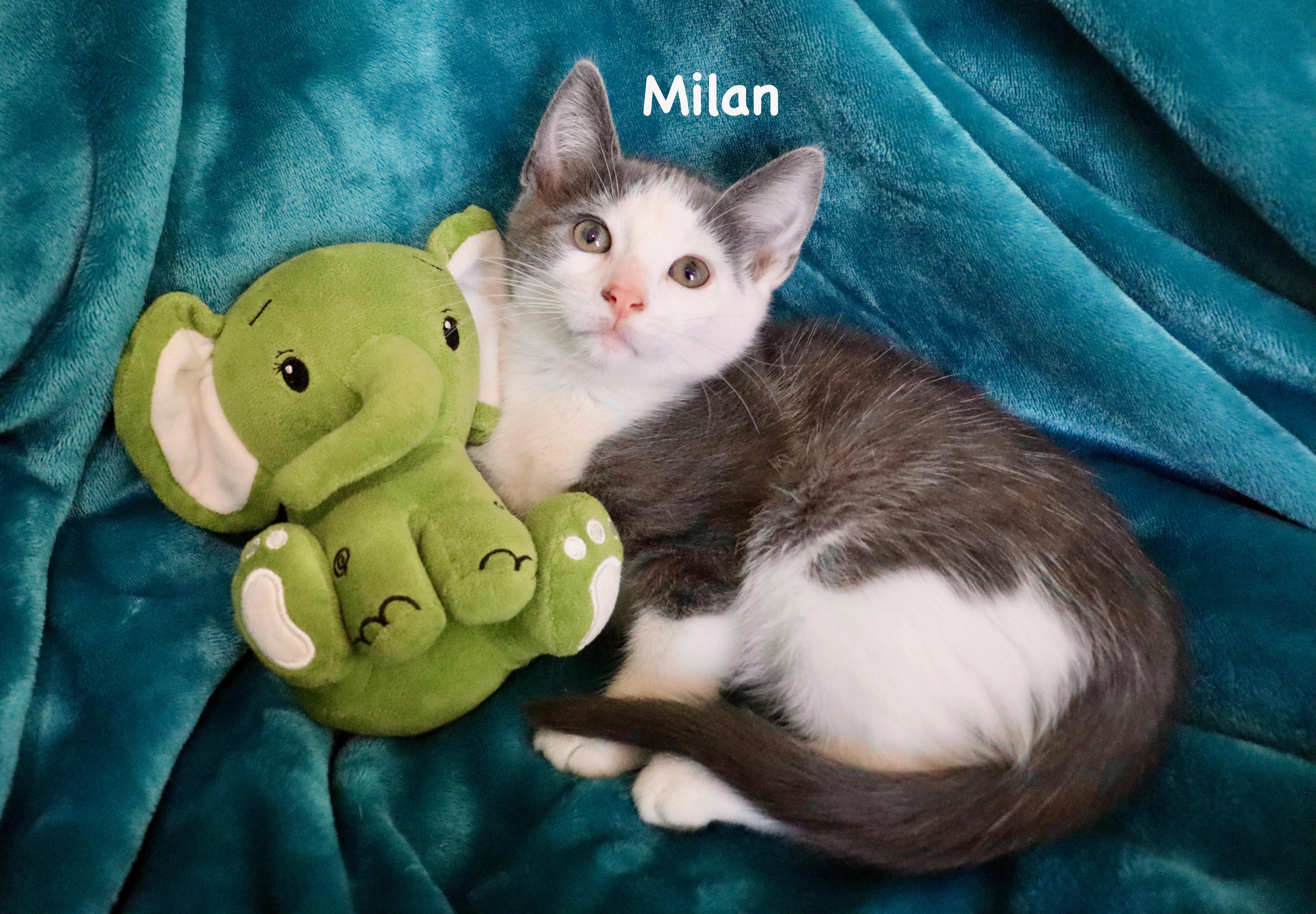 Enlarge Milan, an adopted mixed breed in Saint Augustine, FL image 1/6