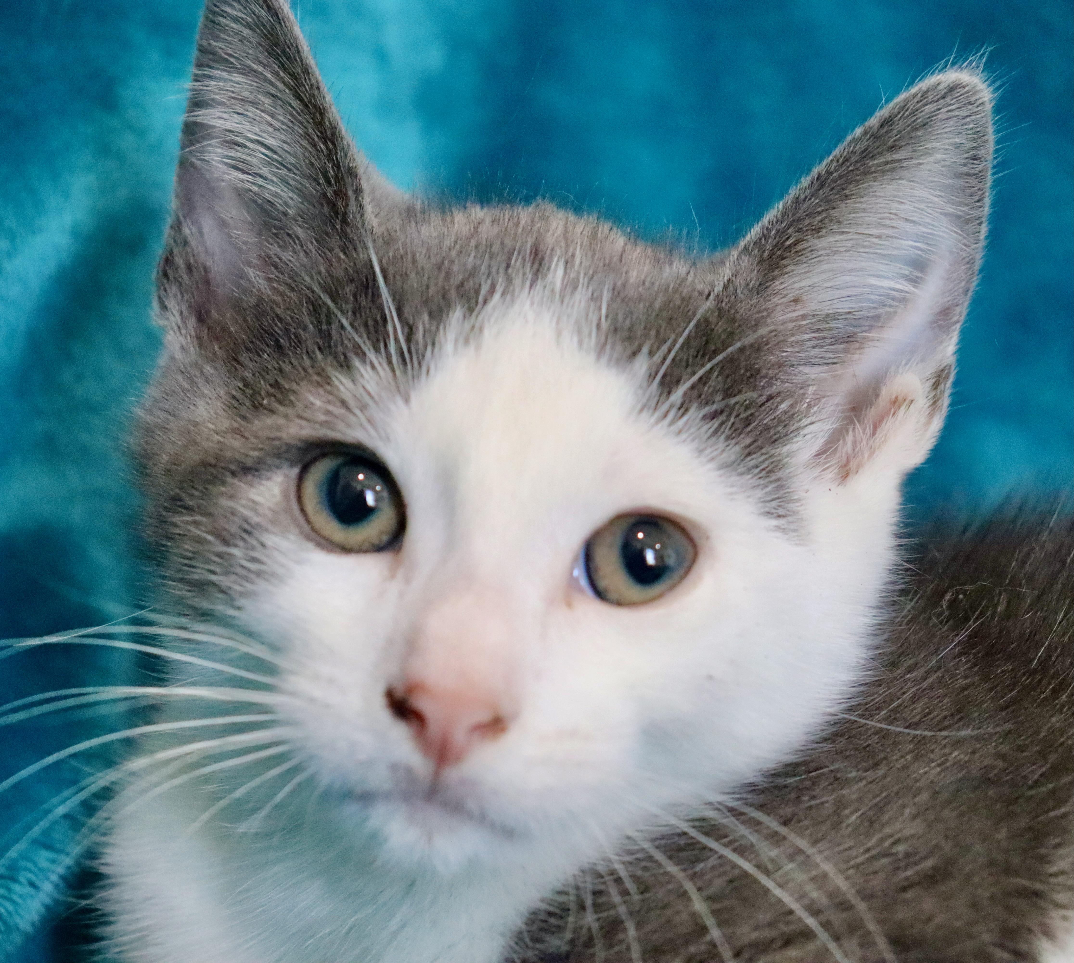 Enlarge Milan, an adopted mixed breed in Saint Augustine, FL image 4/6