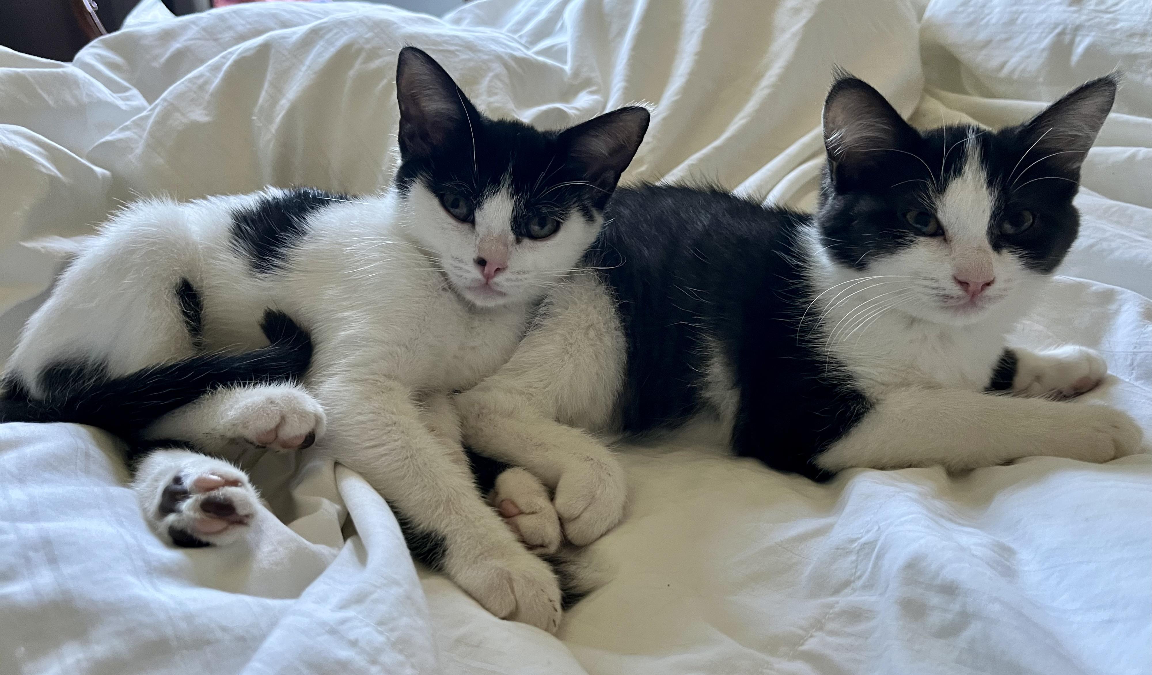 Tina and Riri- dual adoption ONLY.