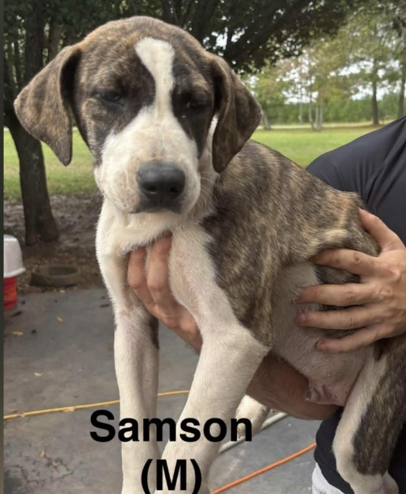 Enlarge Samson, a Adoptable mixed breed in Parma, OH image 1/1