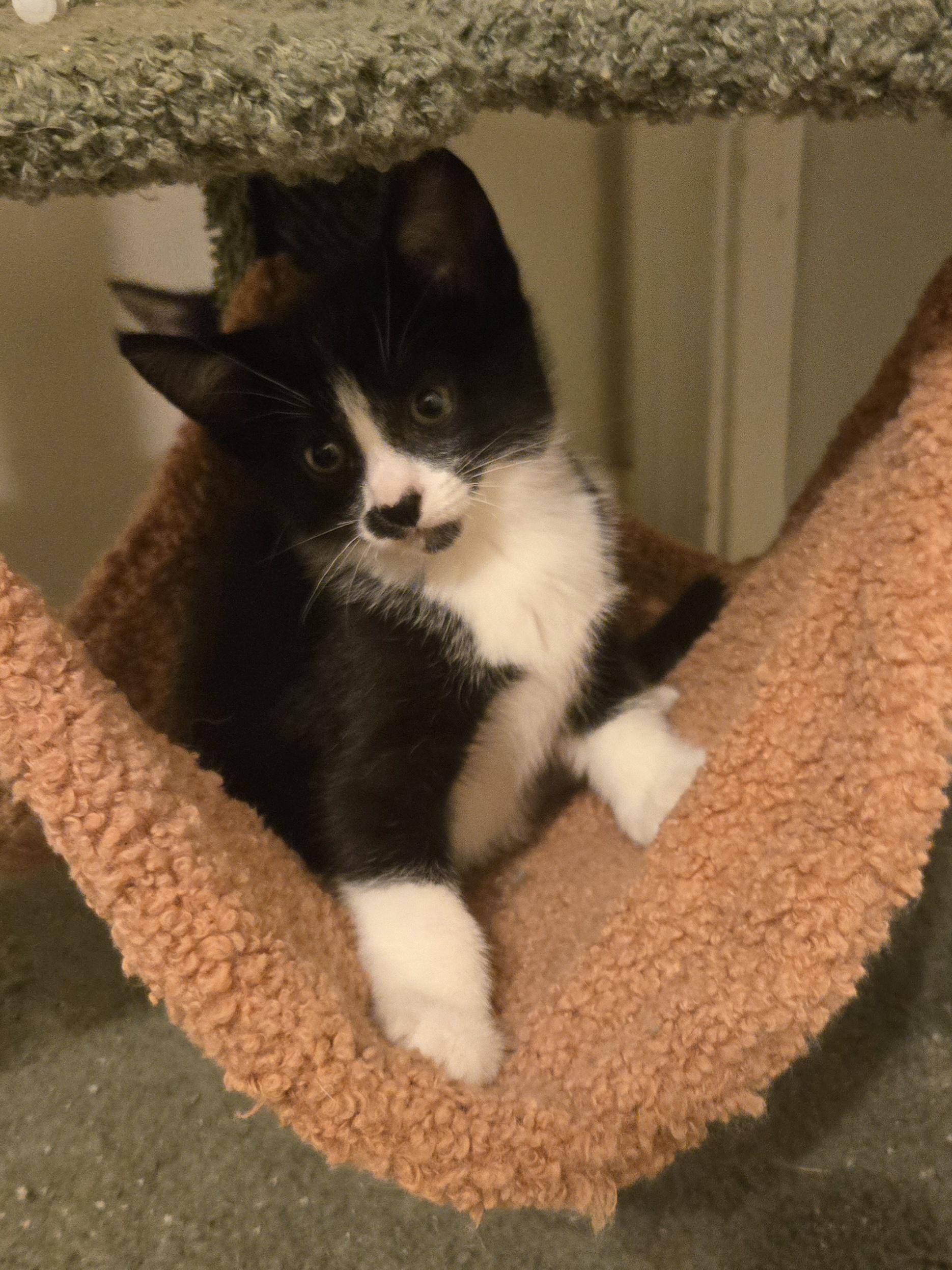 Enlarge Turtle - little kitty, a Adoptable Tuxedo in Concord, OH image 3/4