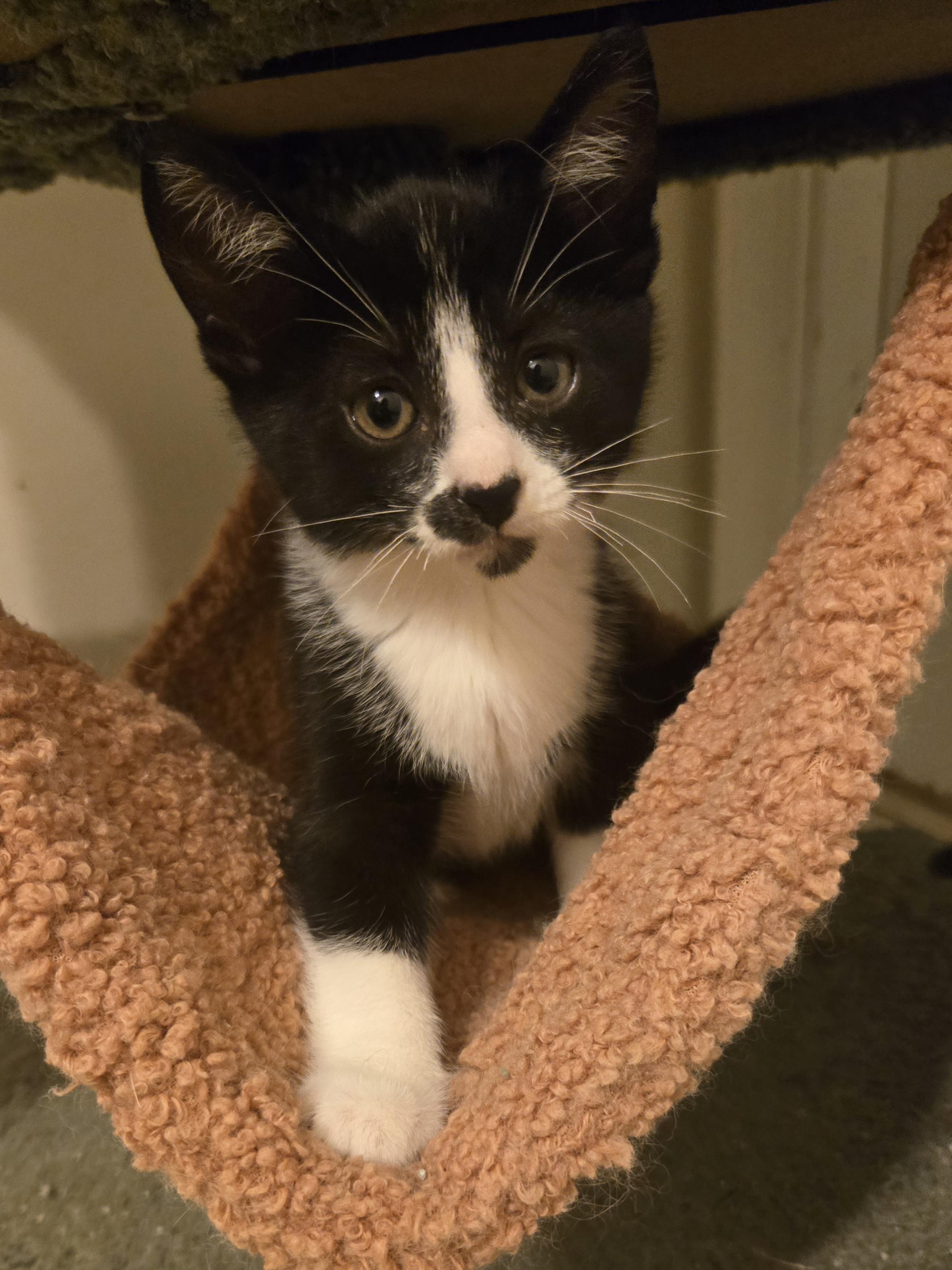 Enlarge Turtle - little kitty, a Adoptable Tuxedo in Concord, OH image 1/4