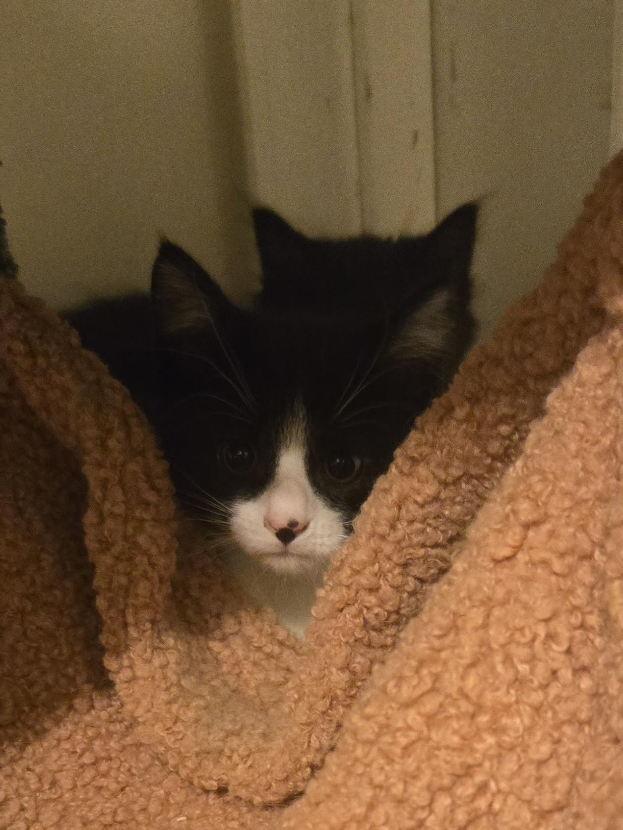 Enlarge Turtle - little kitty, a Adoptable Tuxedo in Concord, OH image 4/4