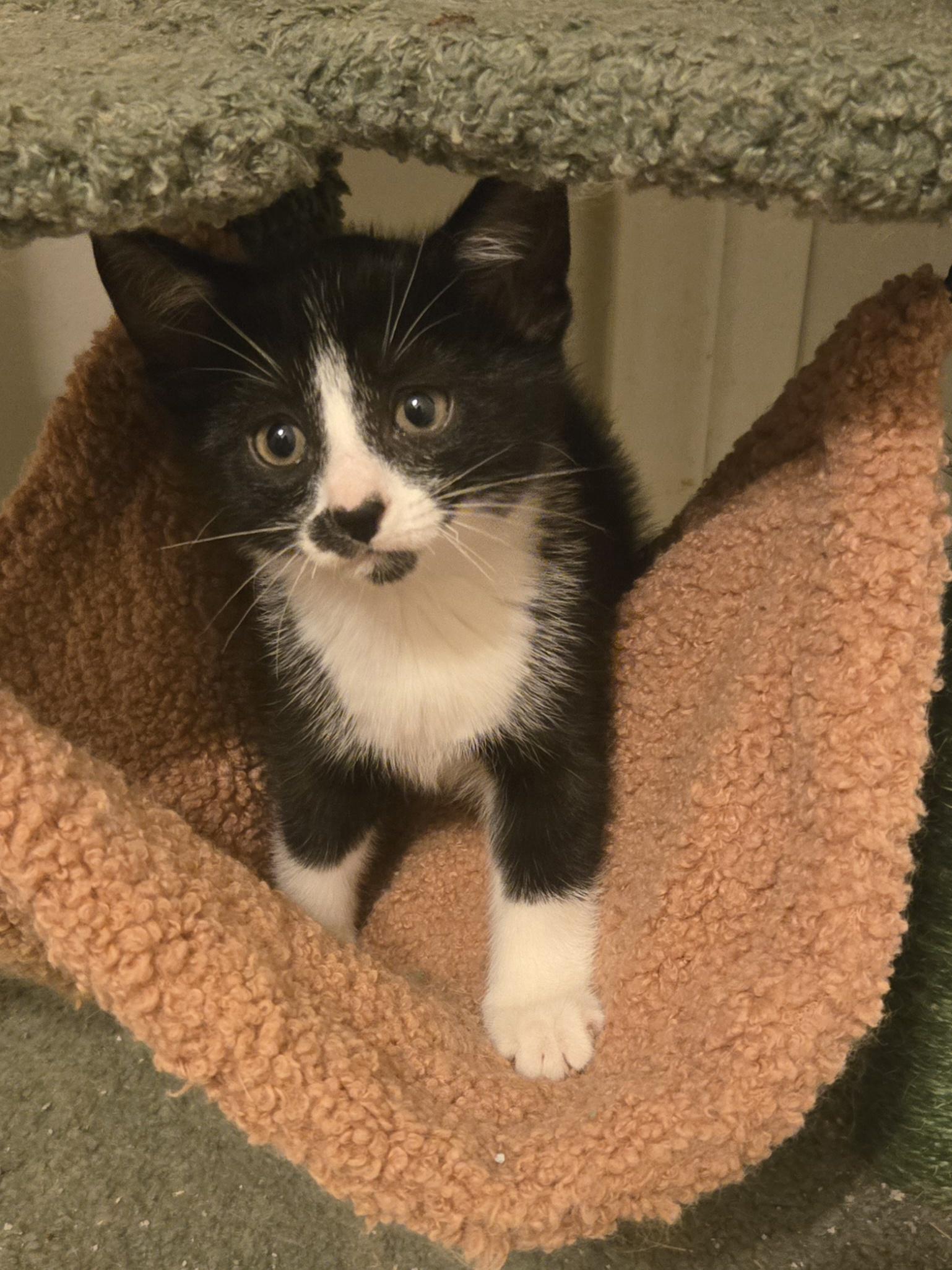 Enlarge Turtle - little kitty, a Adoptable Tuxedo in Concord, OH image 2/4