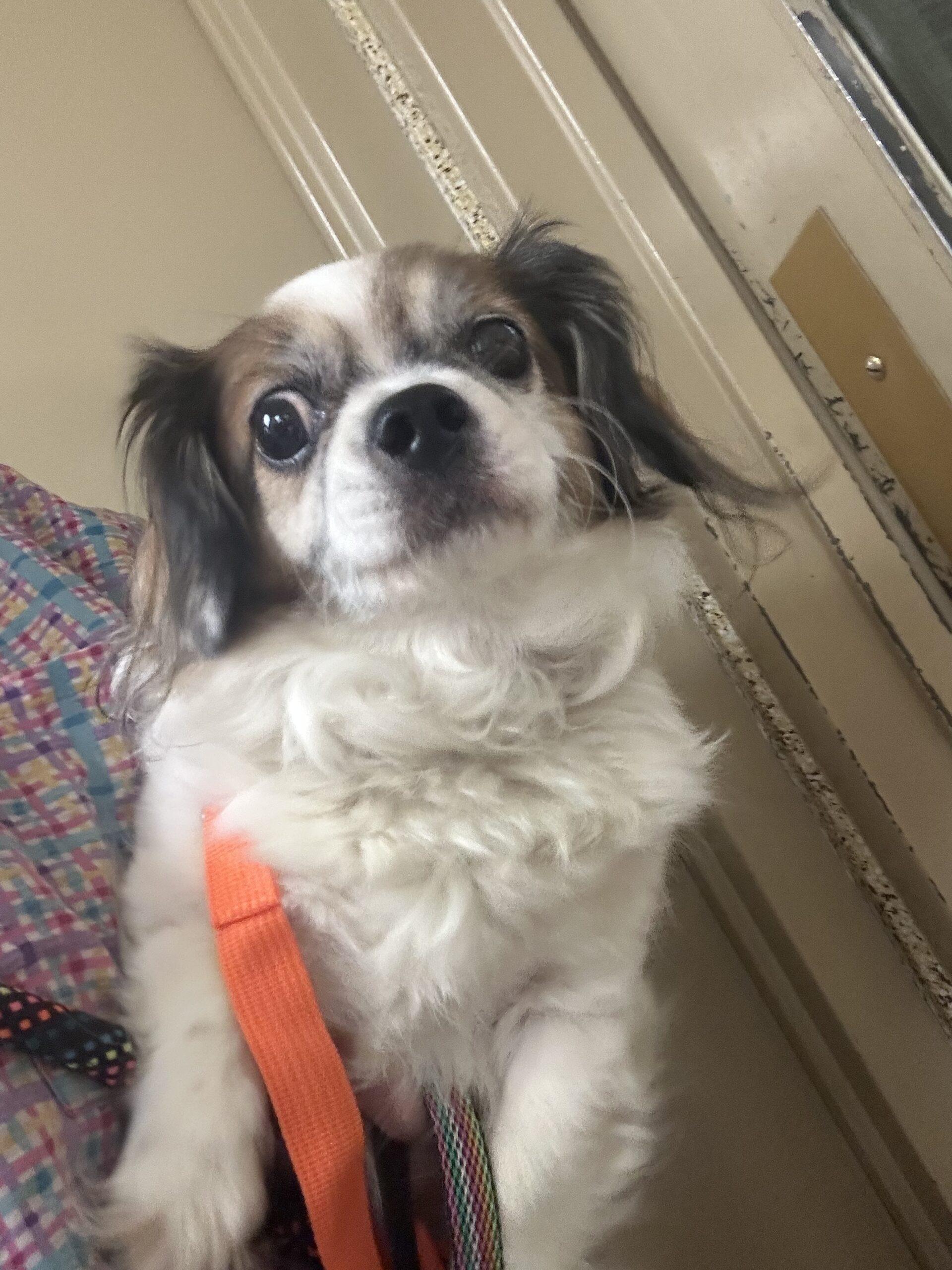 Aguire, Adoptable, Young Male Shih Tzu & Pug.