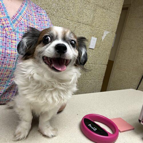 Enlarge Aguire, a Adoptable mixed breed in Broken Arrow, OK image 2/2