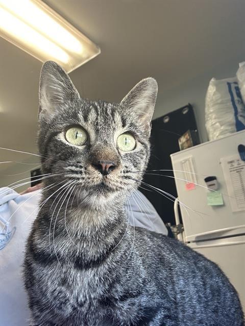 SKINNY QUEEN, Adoptable, Young Female Domestic Short Hair.