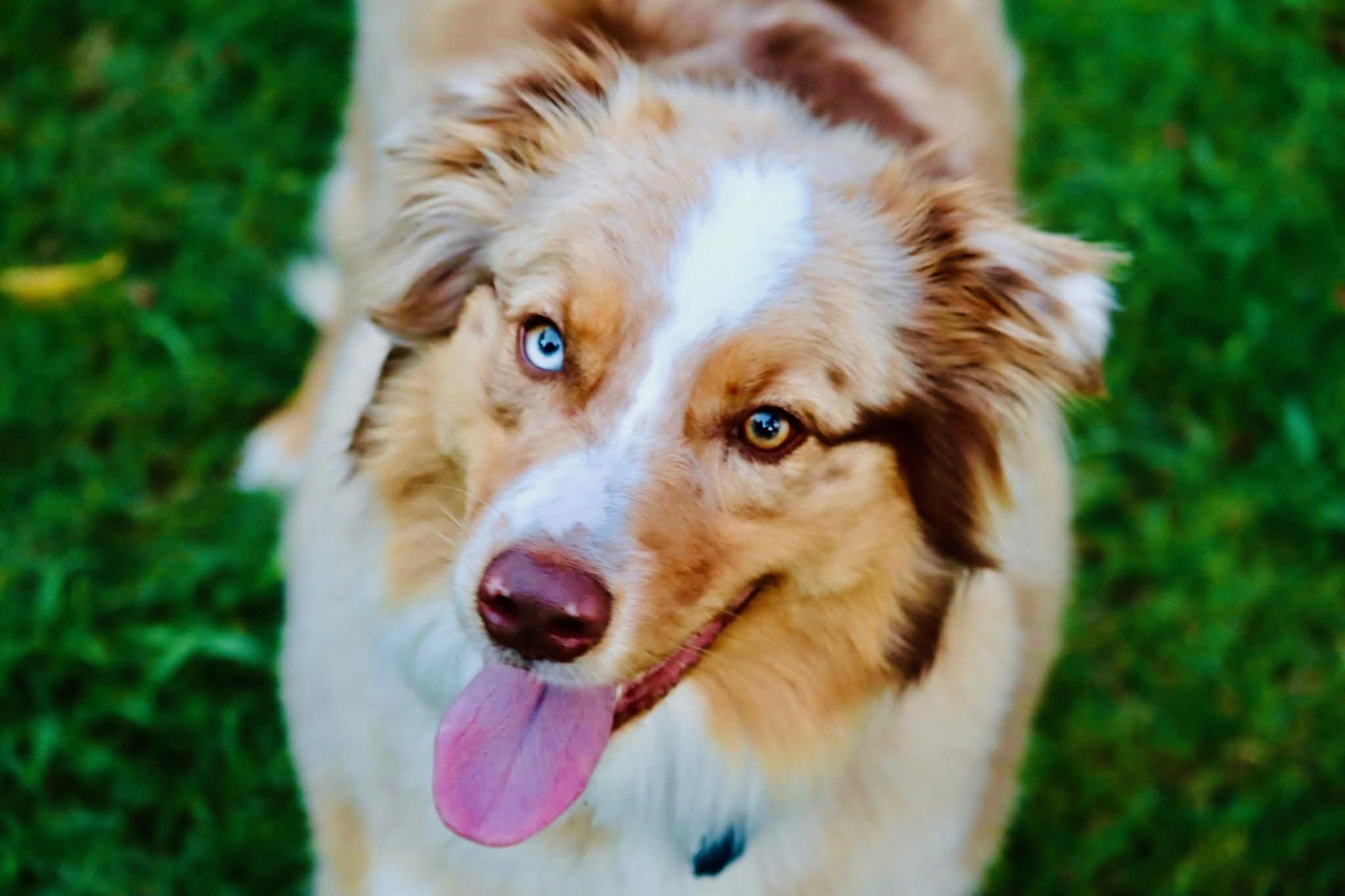 Enlarge ARPH 14698 - Range, a Adoptable Australian Shepherd in Waco, TX image 4/6
