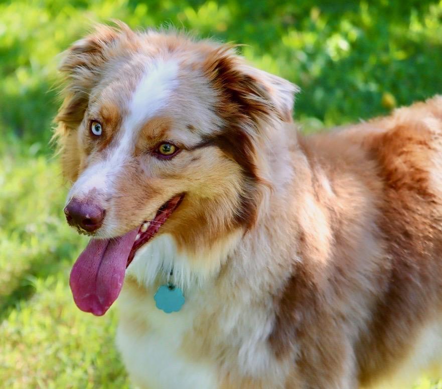 Enlarge ARPH 14698 - Range, a Adoptable Australian Shepherd in Waco, TX image 5/6