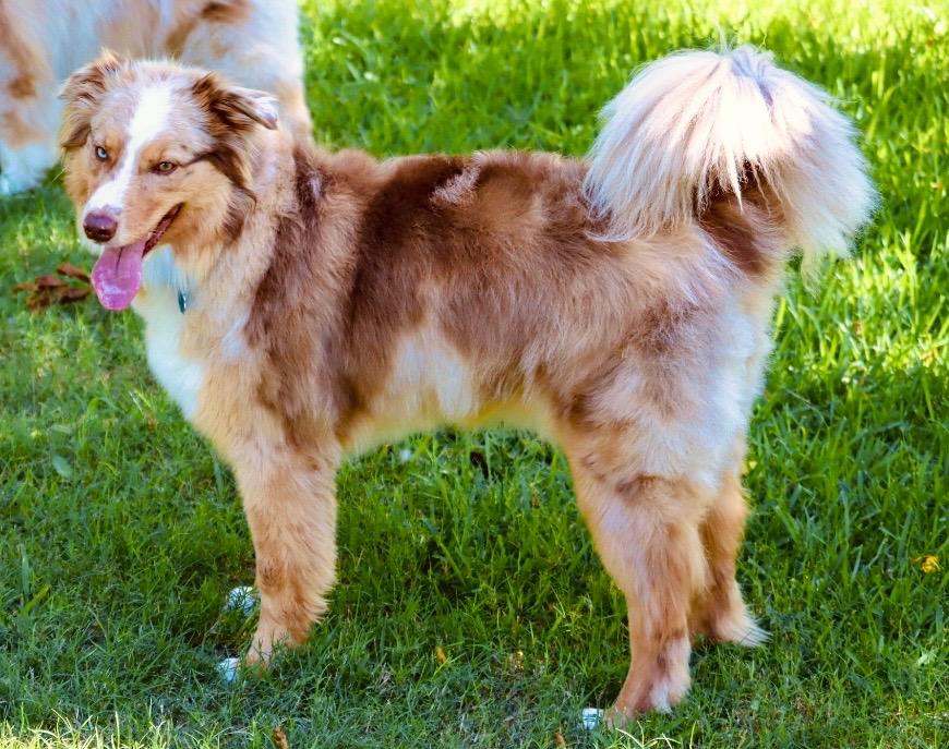 Enlarge ARPH 14698 - Range, a Adoptable Australian Shepherd in Waco, TX image 3/6