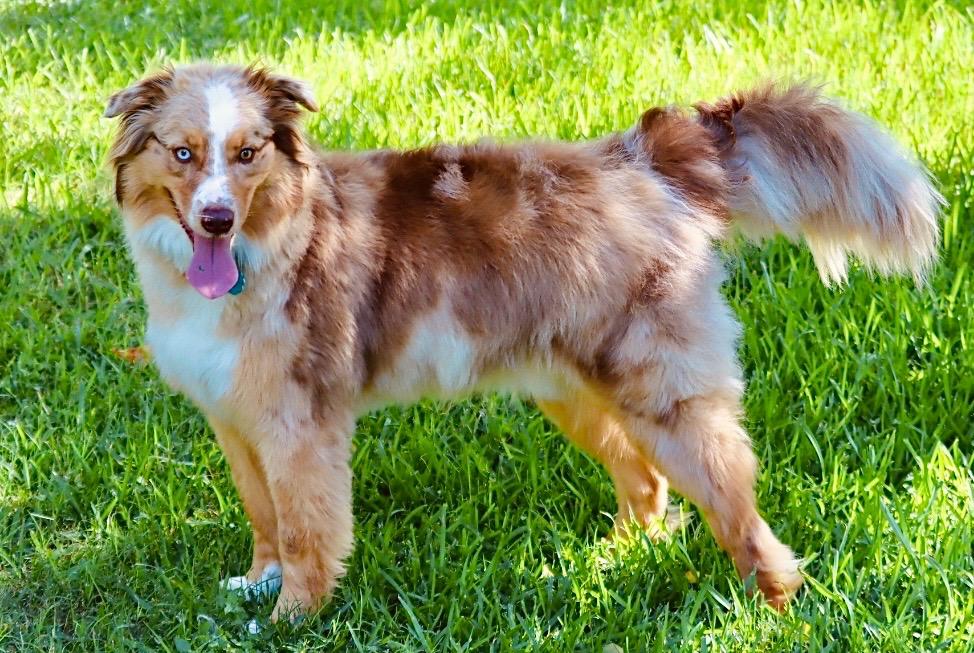 Enlarge ARPH 14698 - Range, a Adoptable Australian Shepherd in Waco, TX image 2/6