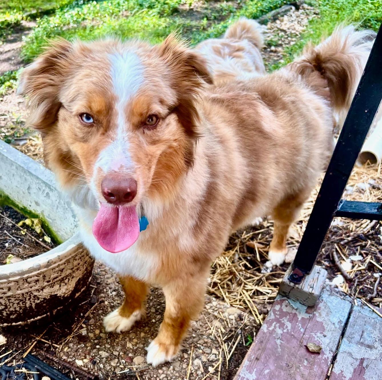 Enlarge ARPH 14698 - Range, a Adoptable Australian Shepherd in Waco, TX image 6/6