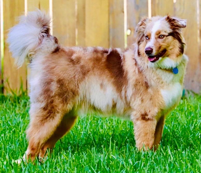Enlarge ARPH 14698 - Range, a Adoptable Australian Shepherd in Waco, TX image 1/6