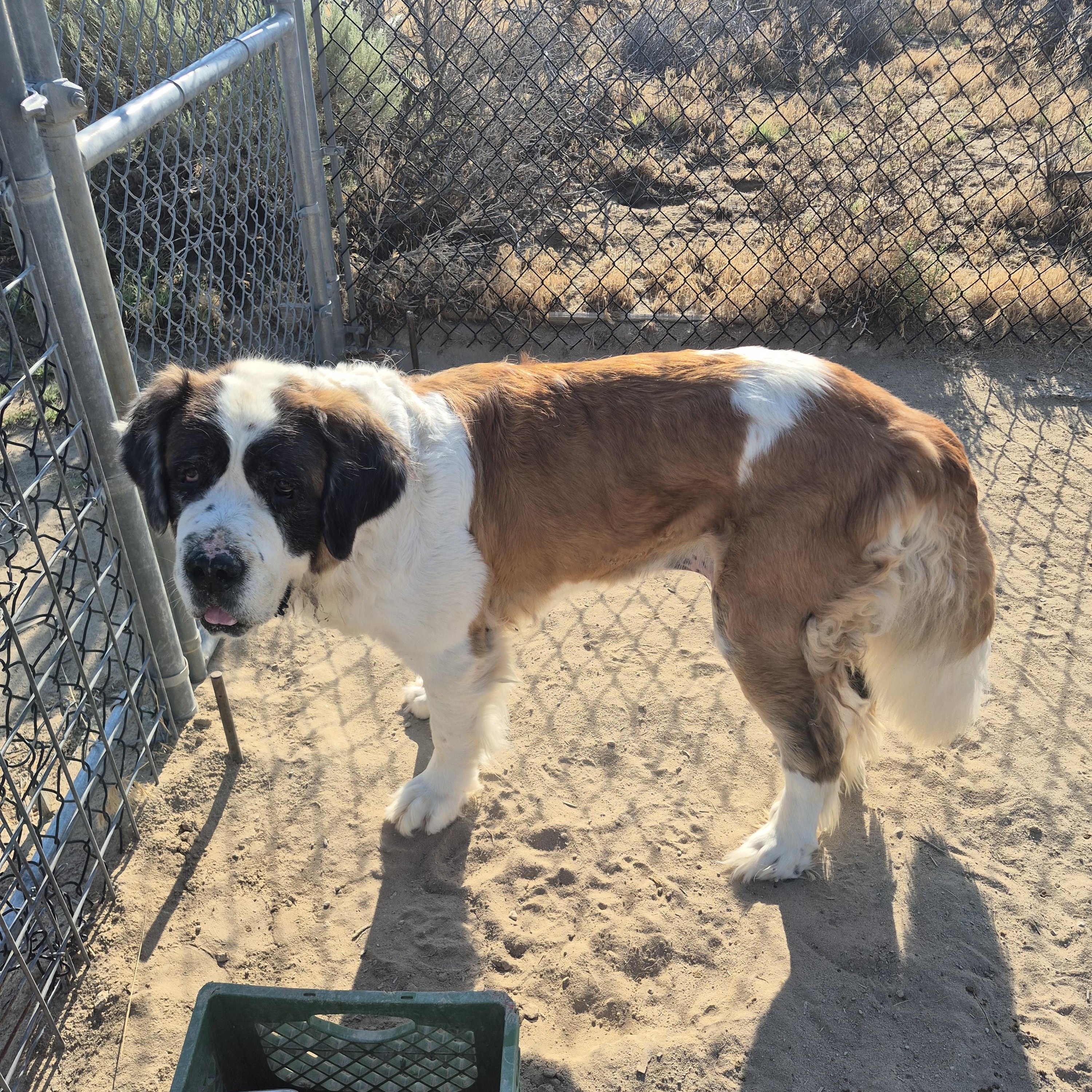 Enlarge OPAL, a ADOPTABLE Saint Bernard in Sparks, NV image 2/3