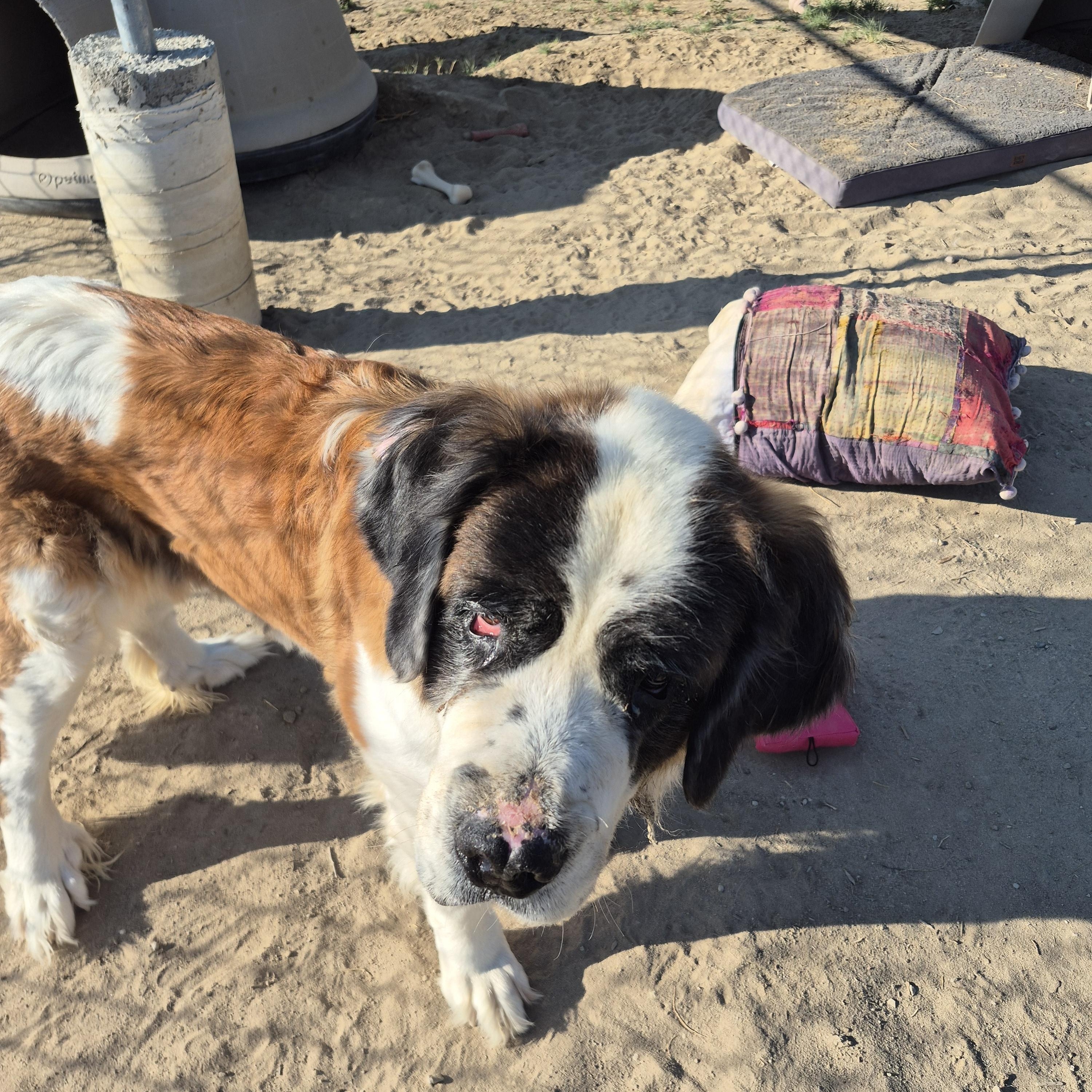 Enlarge OPAL, a ADOPTABLE Saint Bernard in Sparks, NV image 3/3