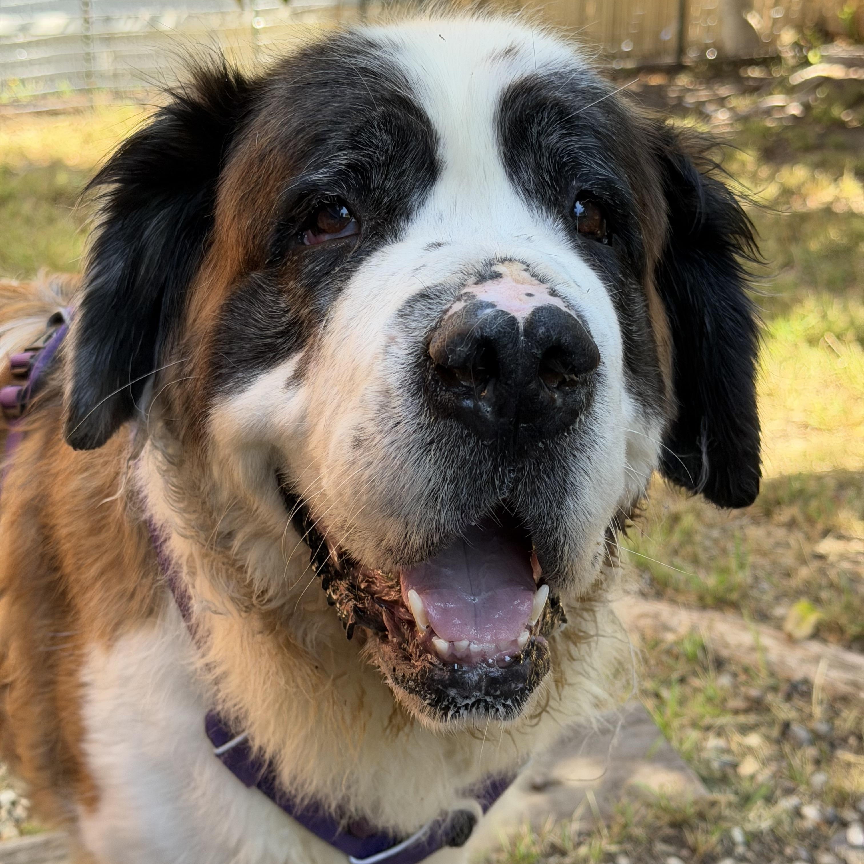 OPAL, ADOPTABLE, Adult Female Saint Bernard.