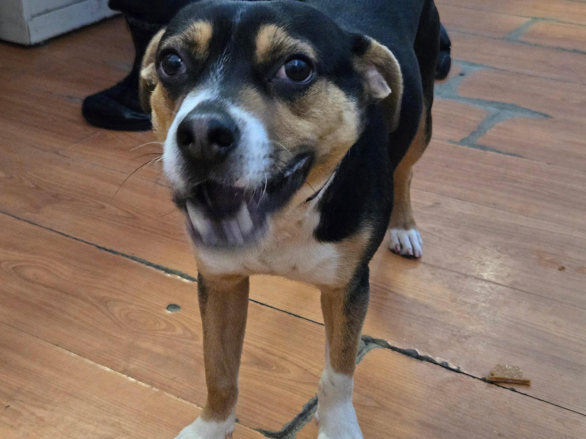 Buddy, ADOPTABLE, Puppy Male Mixed Breed.