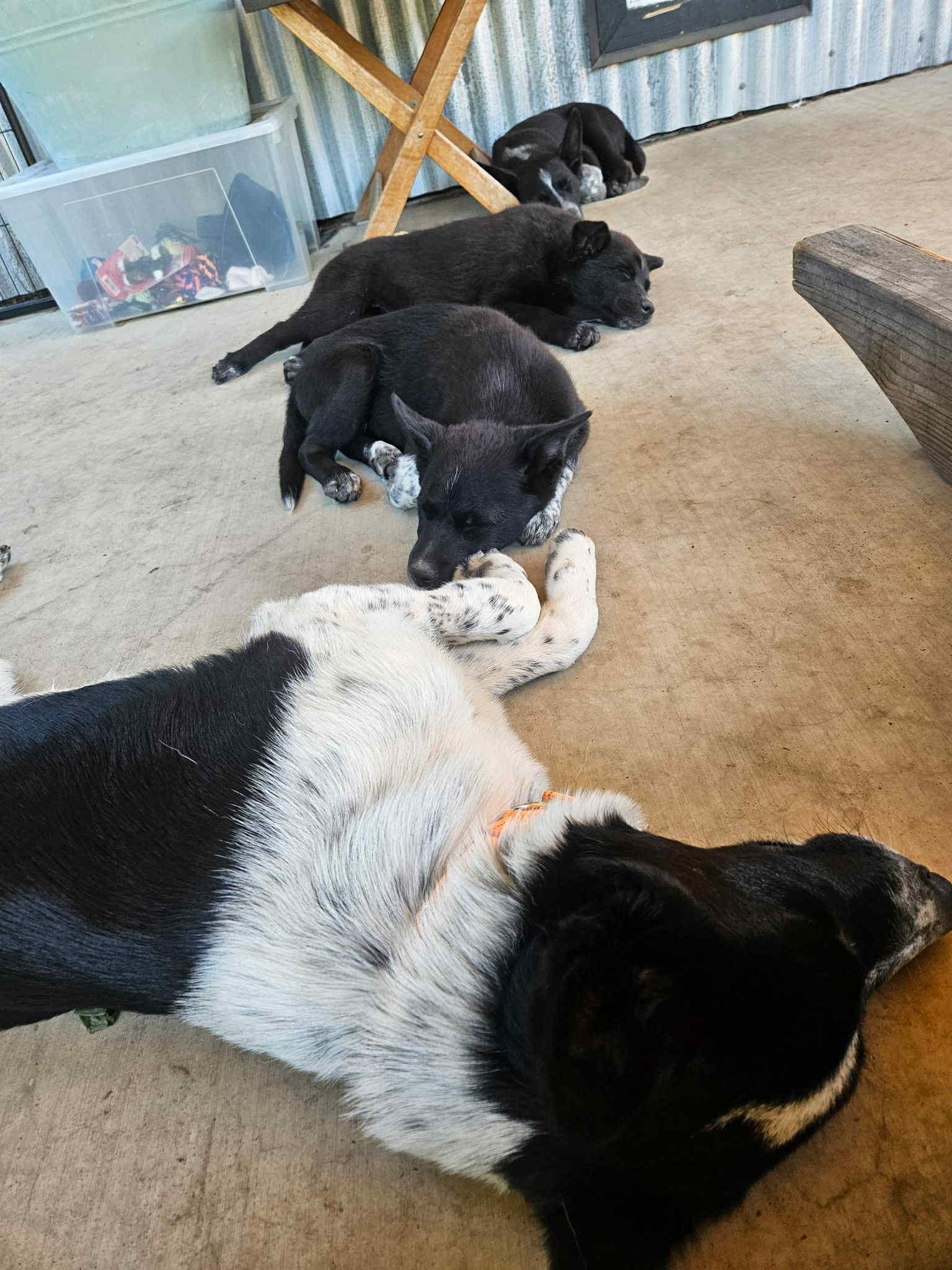 Bob, an adoptable Border Collie, Australian Cattle Dog / Blue Heeler in Bend, OR, 97702 | Photo Image 3