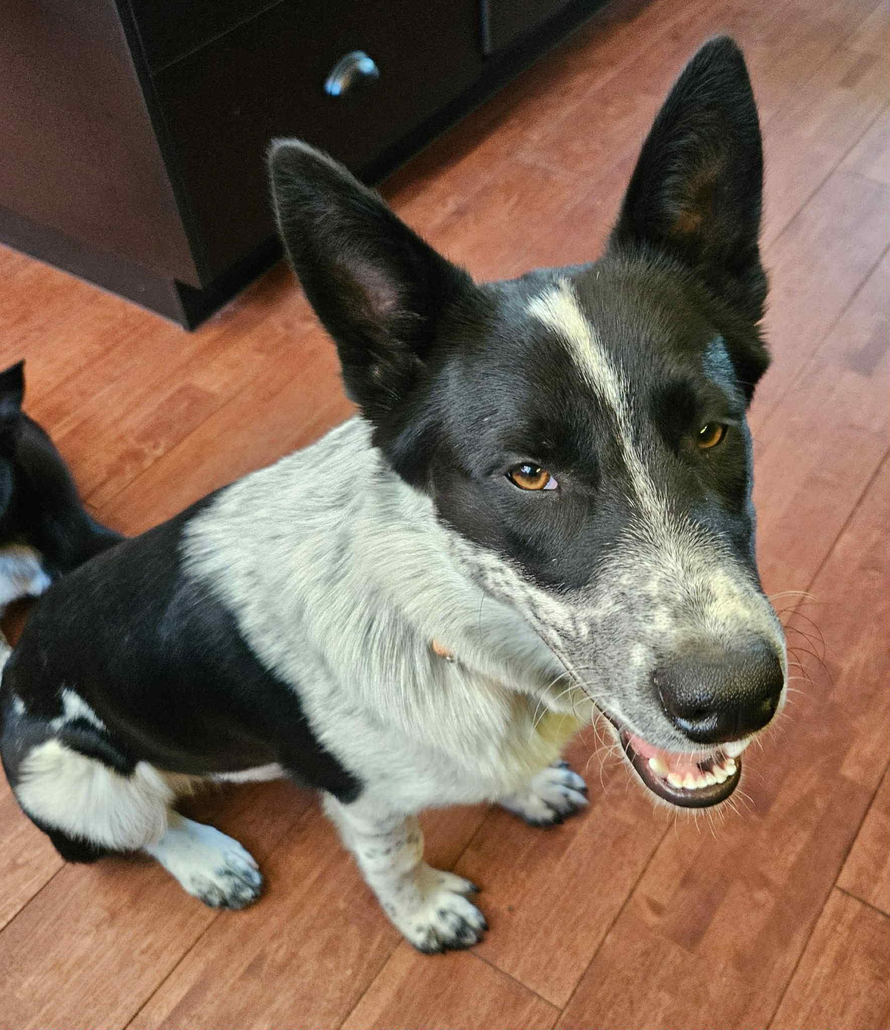 Bob, an adoptable Border Collie, Australian Cattle Dog / Blue Heeler in Bend, OR, 97702 | Photo Image 1