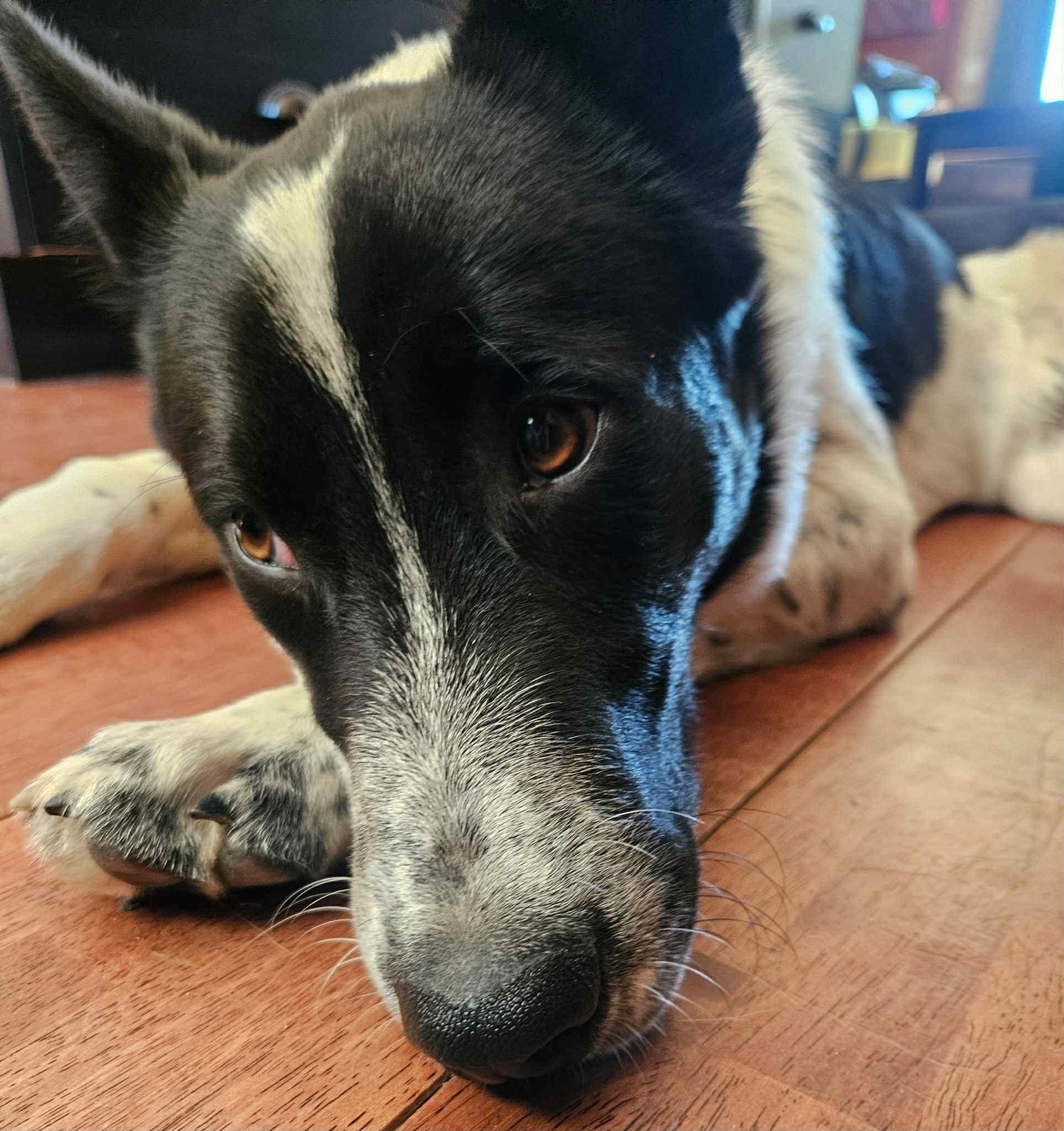 Bob, an adoptable Border Collie, Australian Cattle Dog / Blue Heeler in Bend, OR, 97702 | Photo Image 2