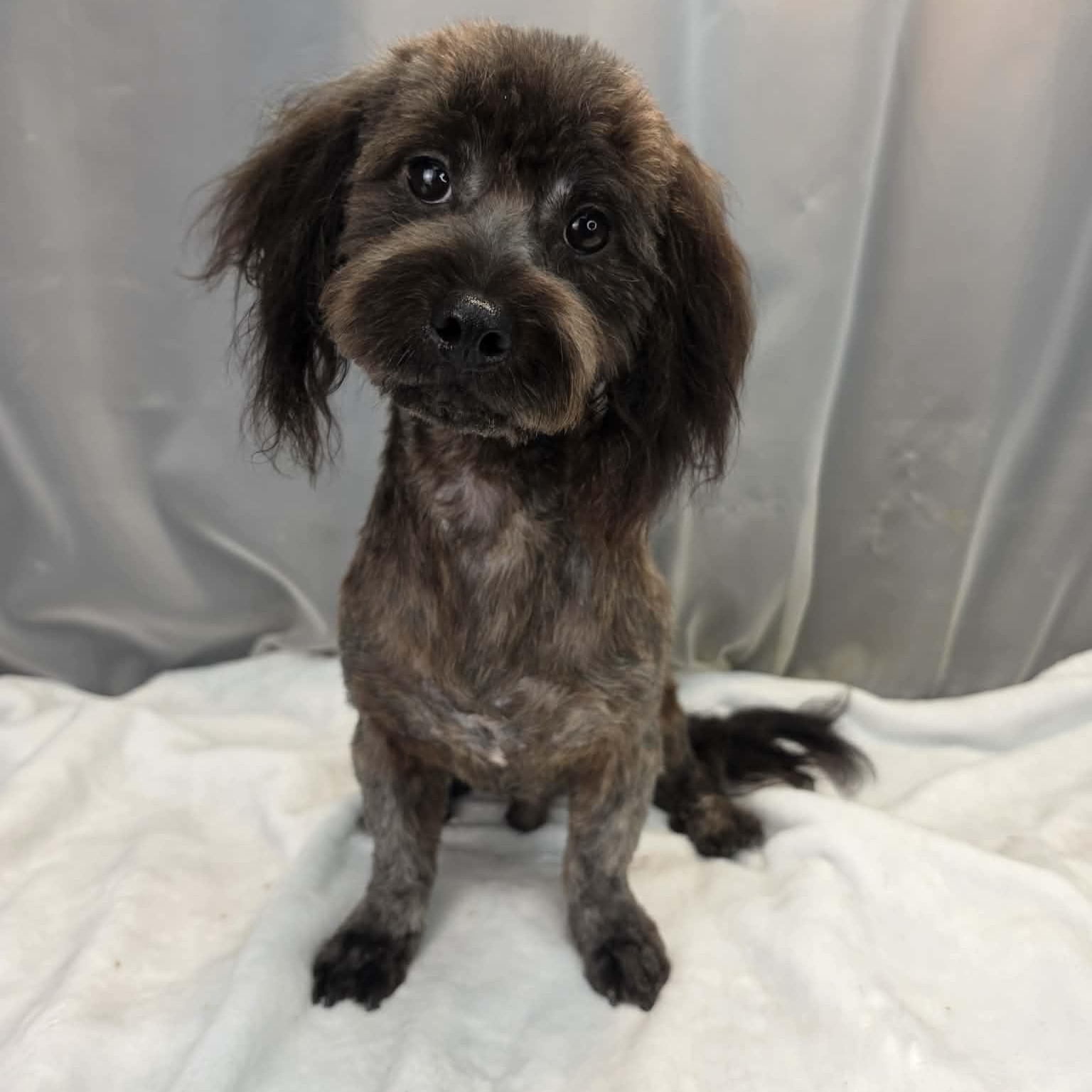 Swiss Cheese, Adoptable, Young Male Miniature Poodle & Miniature Schnauzer.