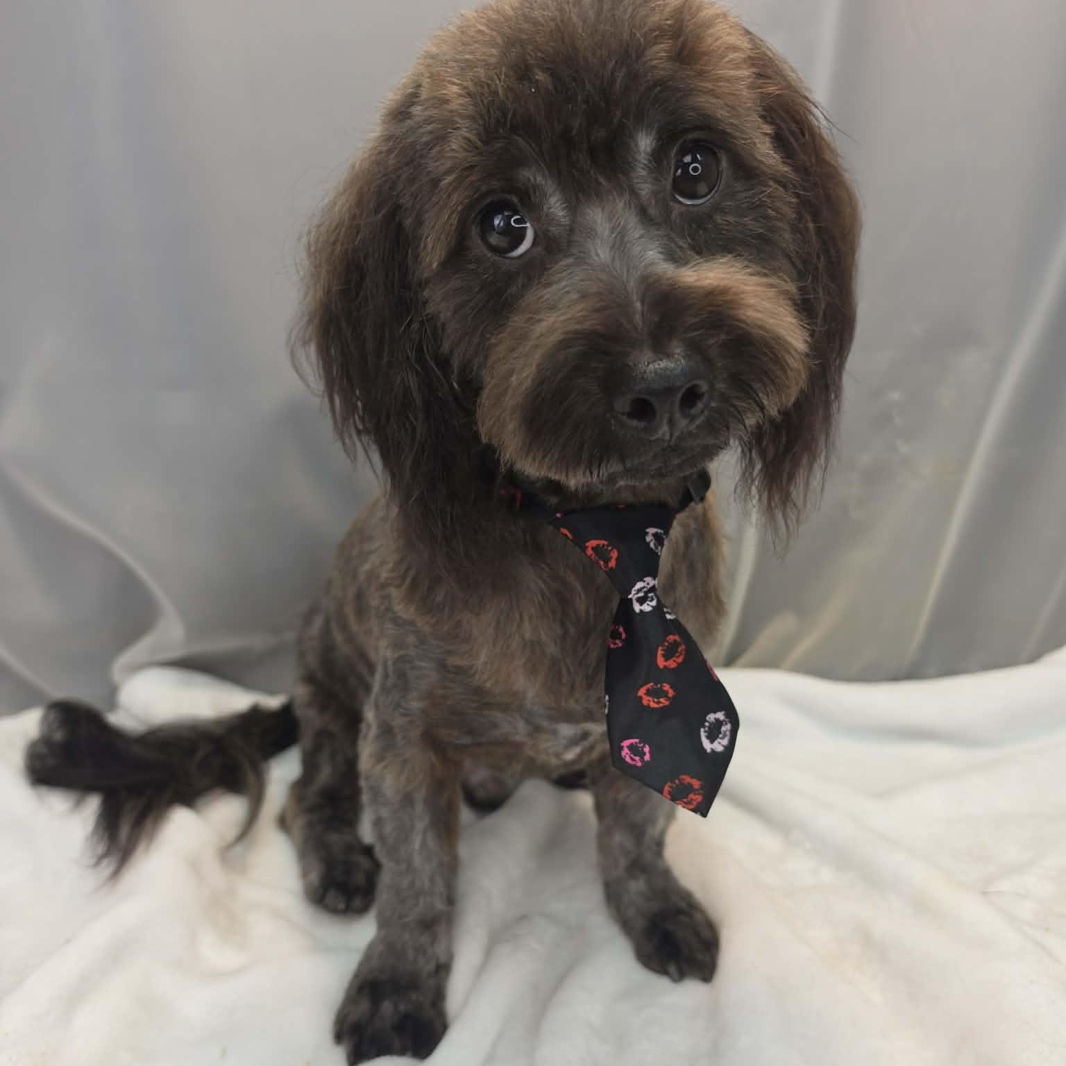 Swiss Cheese, a Adoptable mixed breed in Wanaque, NJ image 2/6