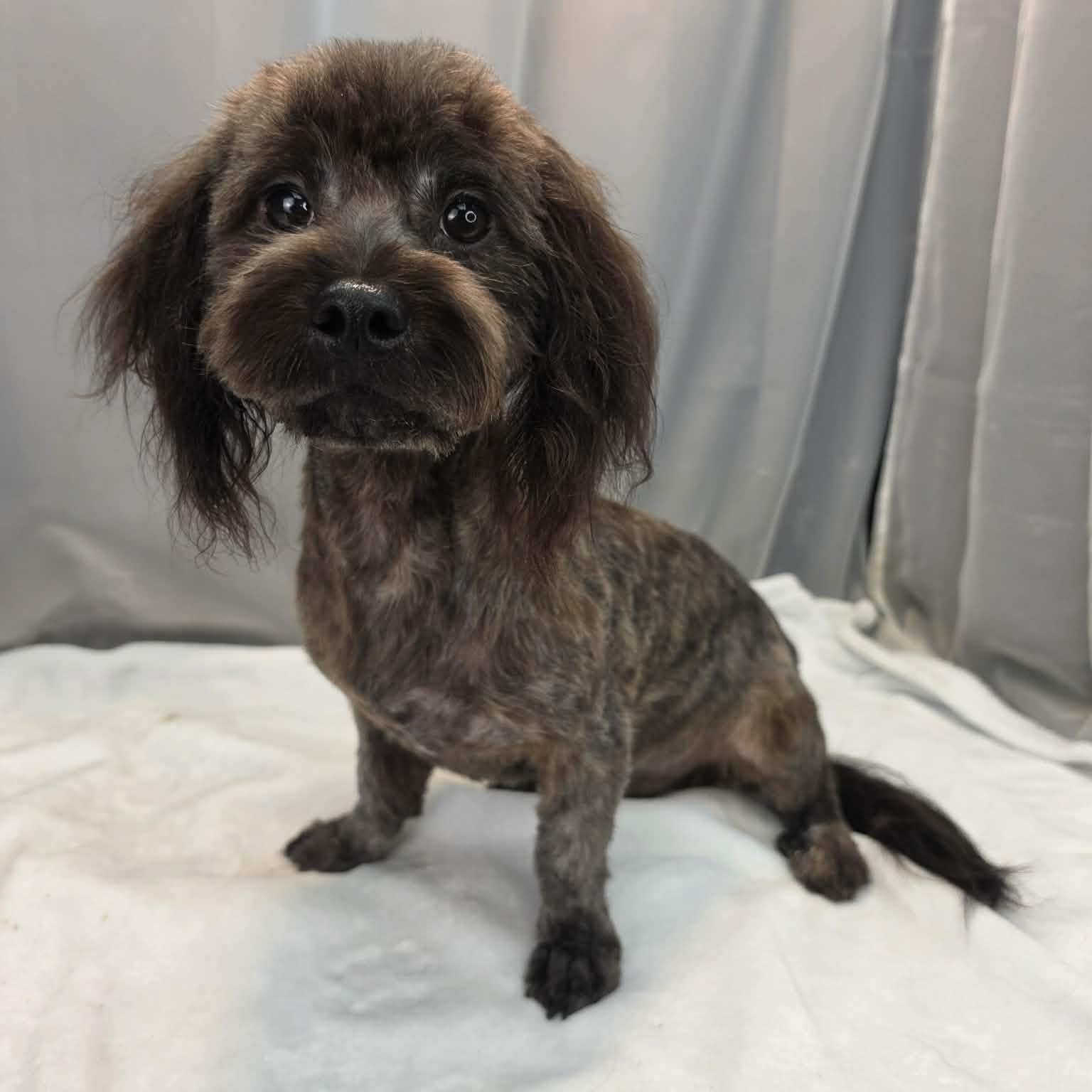 Swiss Cheese, a Adoptable mixed breed in Wanaque, NJ image 3/6
