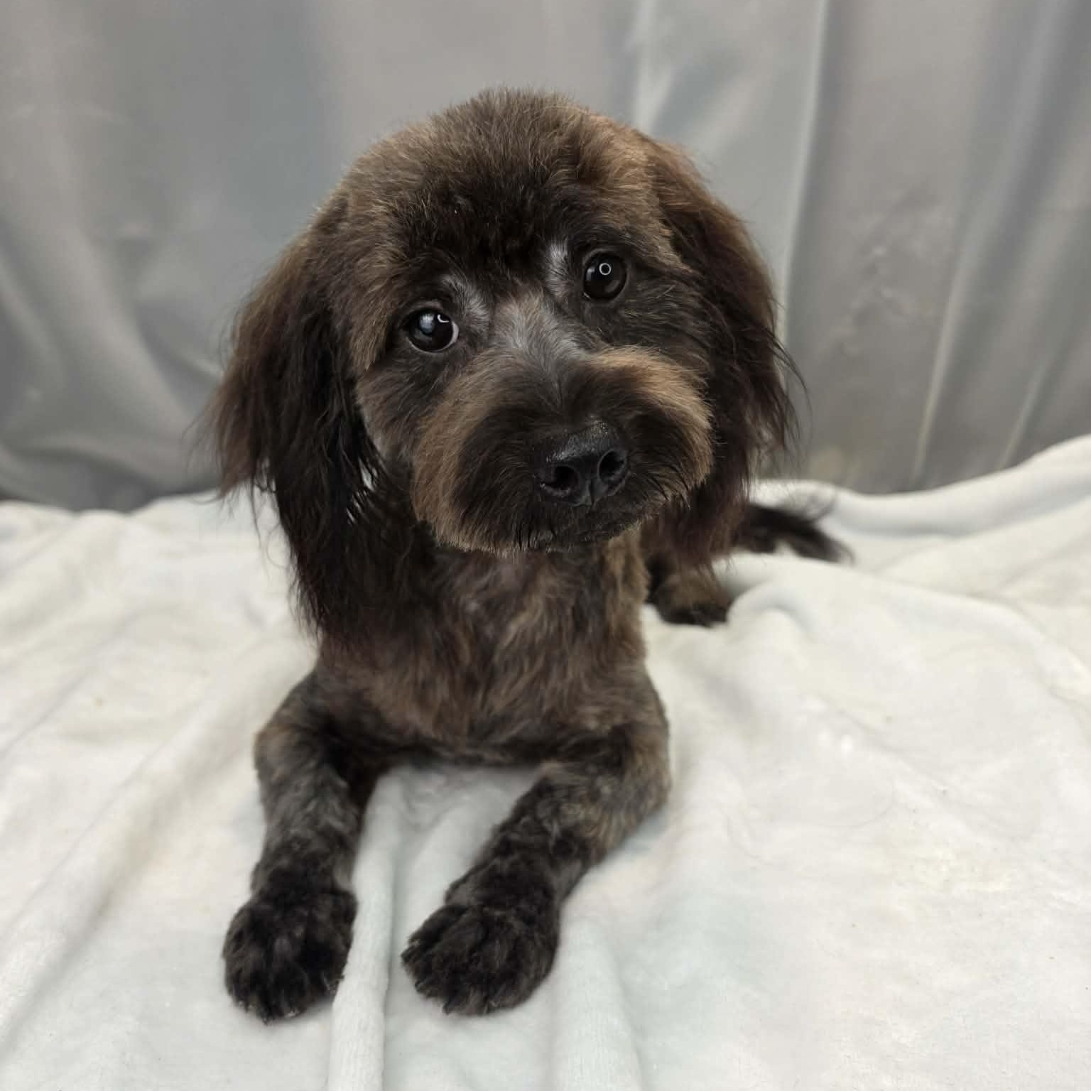 Swiss Cheese, a Adoptable mixed breed in Wanaque, NJ image 5/6