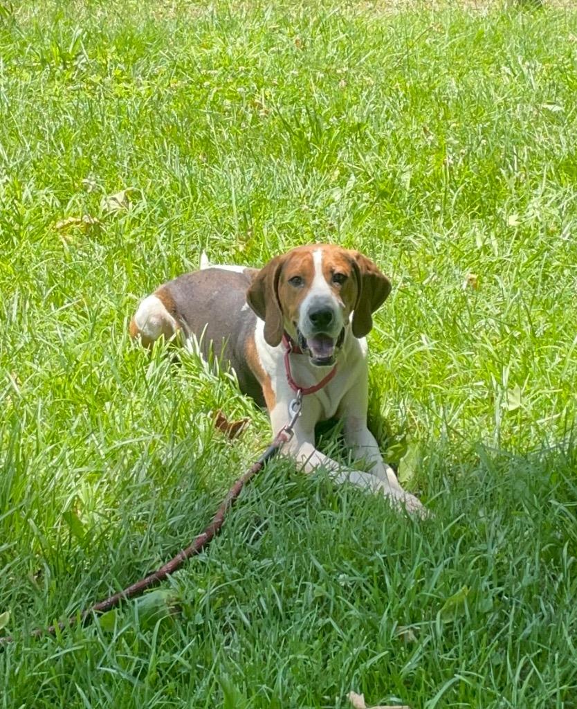 Waylon, a ADOPTABLE mixed breed in Maysville, KY image 1/3