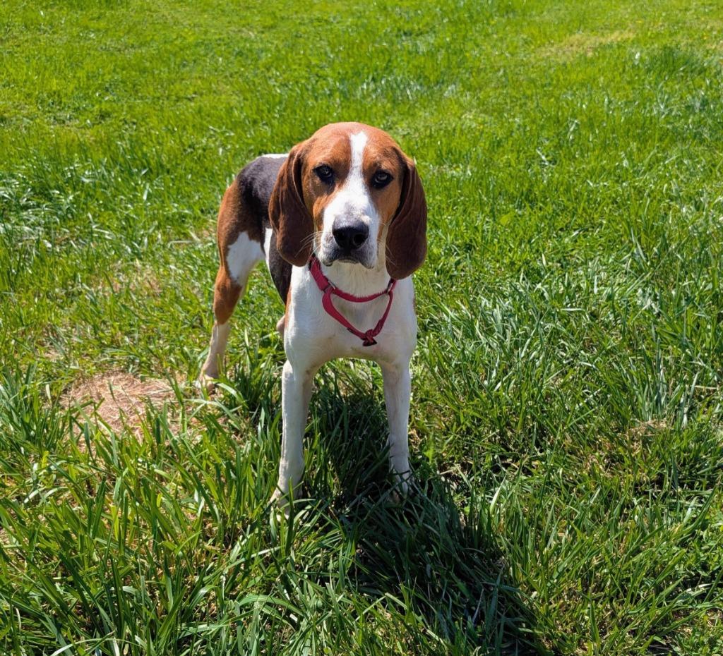 Enlarge Waylon, a ADOPTABLE mixed breed in Maysville, KY image 1/1