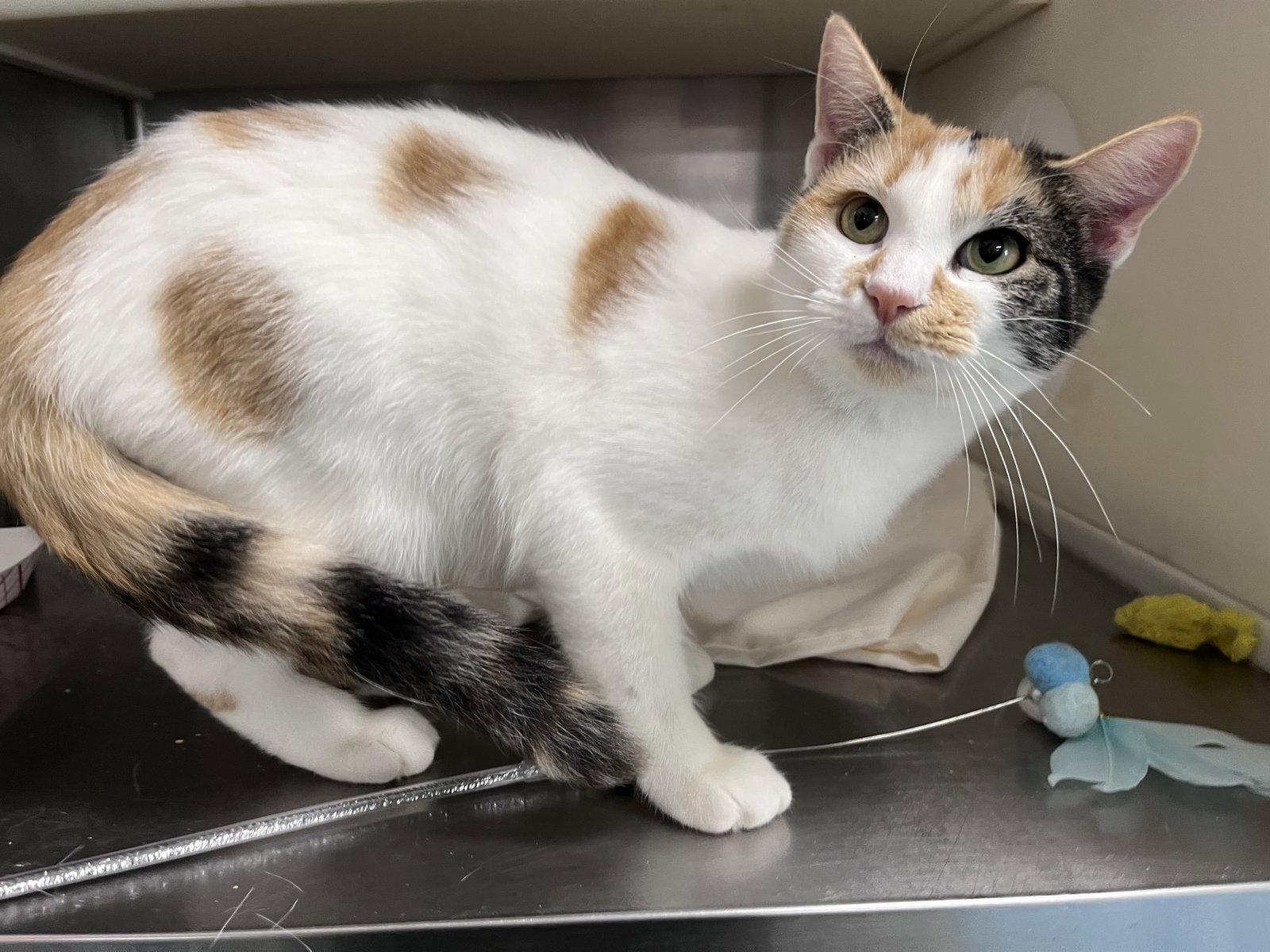 Enlarge Della, a Adoptable mixed breed in Carrollton, GA image 1/3