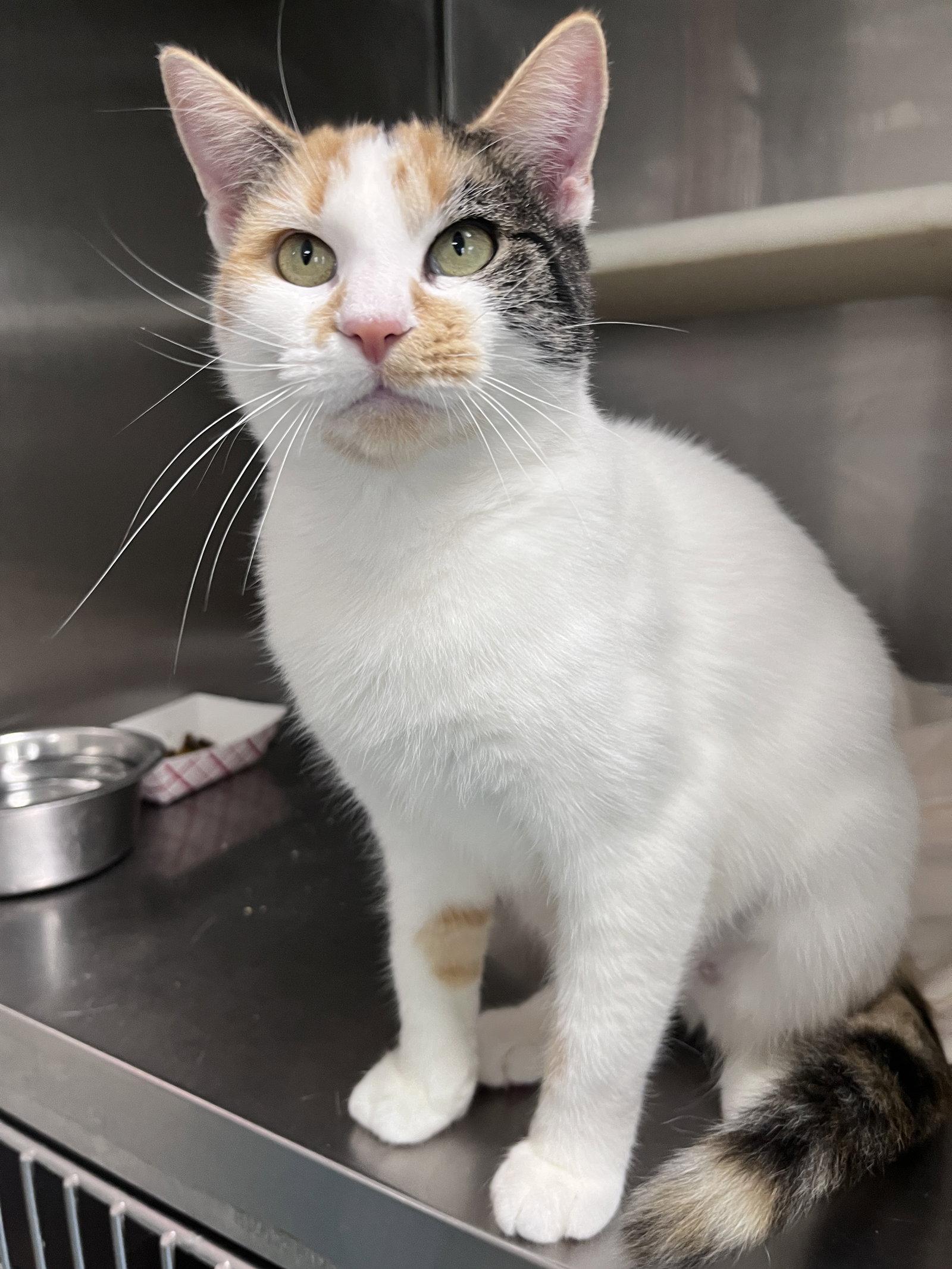 Enlarge Della, a Adoptable mixed breed in Carrollton, GA image 3/3