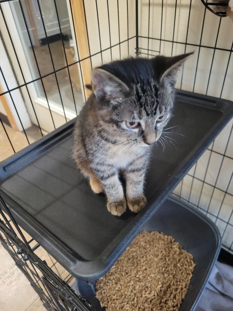 Enlarge F2 Sassy D, a Adoptable mixed breed in Ashland, WI image 1/1