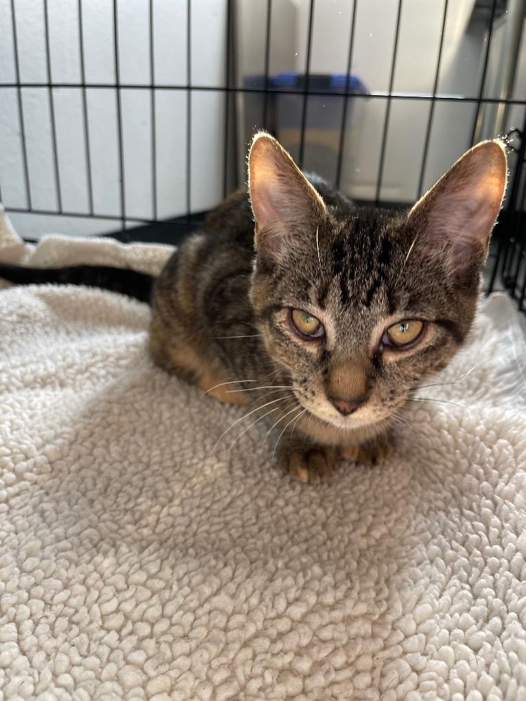 F2 Sassy D, a Adoptable mixed breed in Ashland, WI image 3/3