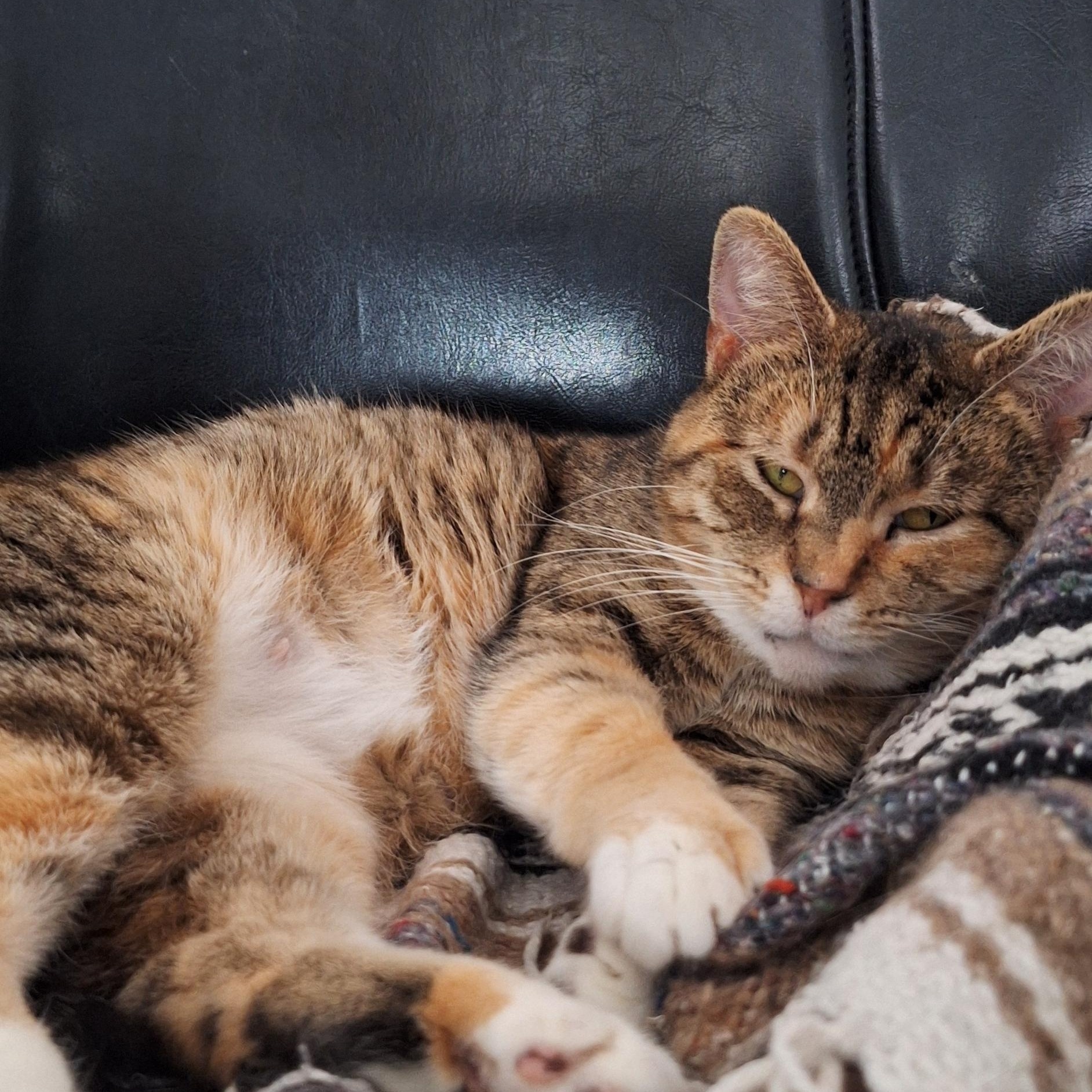 Enlarge Dorris, a Adoptable Domestic Short Hair in BUTLER, PA image 2/5