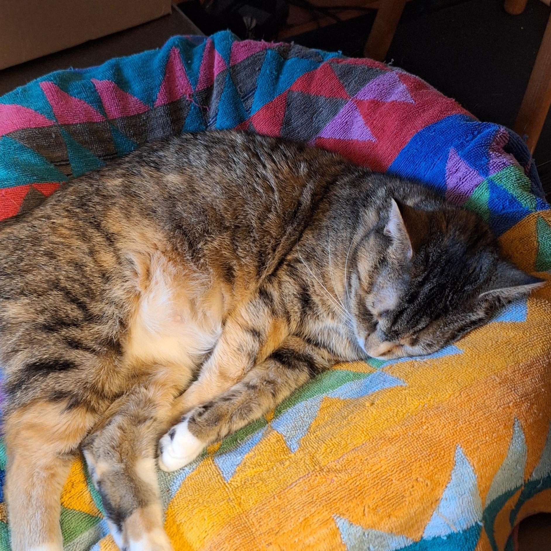 Enlarge Dorris, a Adoptable Domestic Short Hair in BUTLER, PA image 3/5