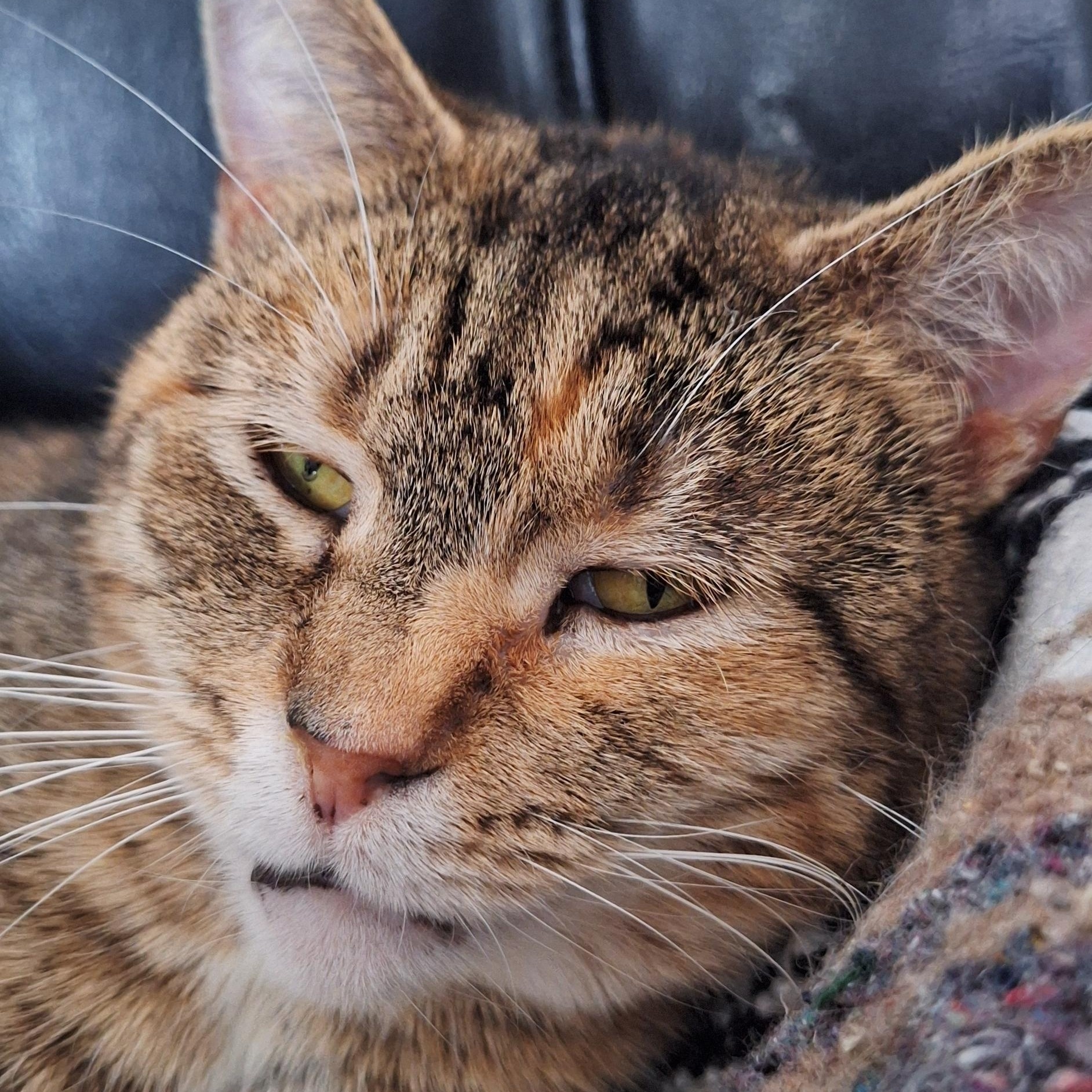 Enlarge Dorris, a Adoptable Domestic Short Hair in BUTLER, PA image 4/5