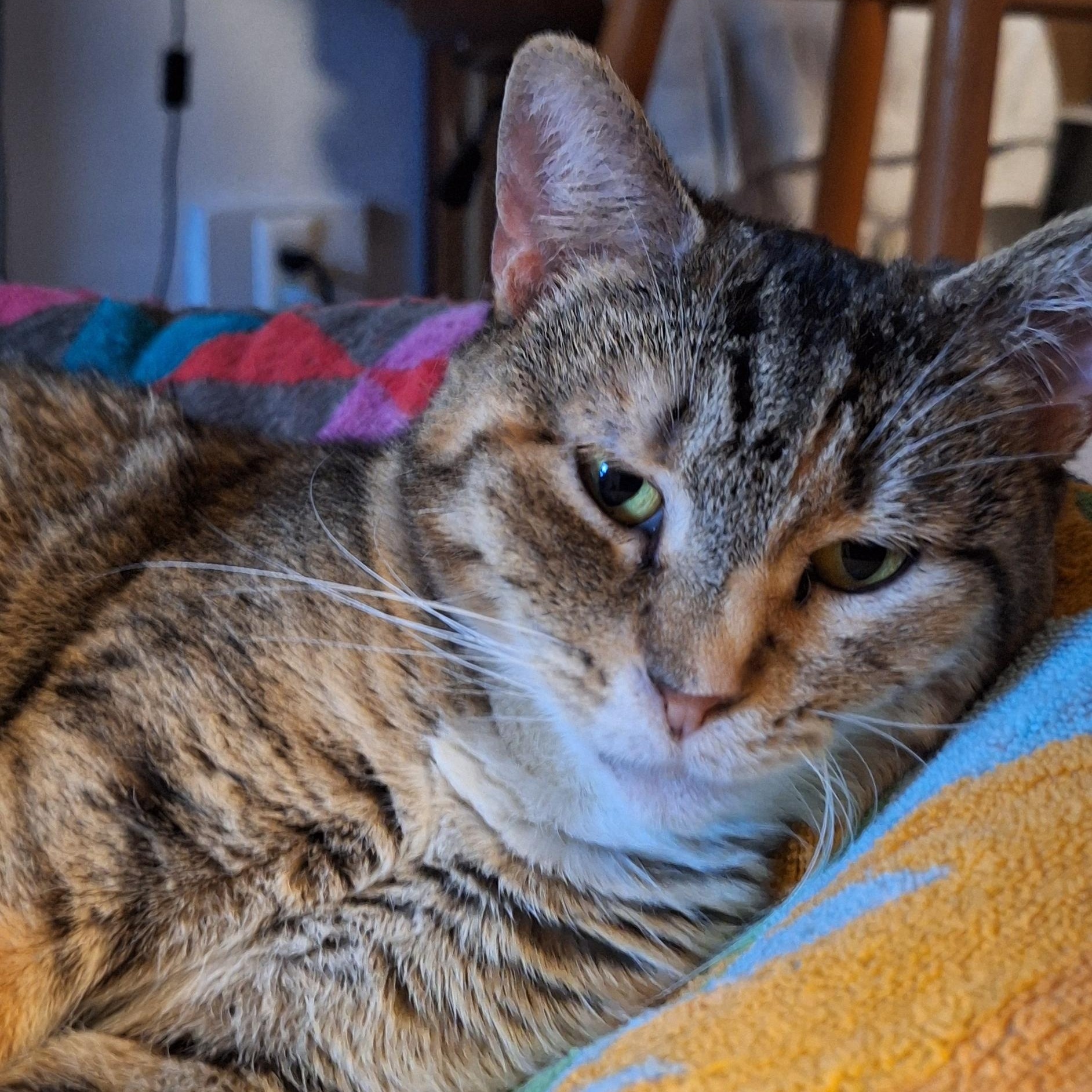 Enlarge Dorris, a Adoptable Domestic Short Hair in BUTLER, PA image 1/5