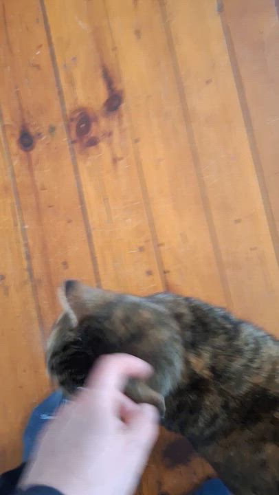 Enlarge Dorris, a Adoptable Domestic Short Hair in BUTLER, PA video 5/5