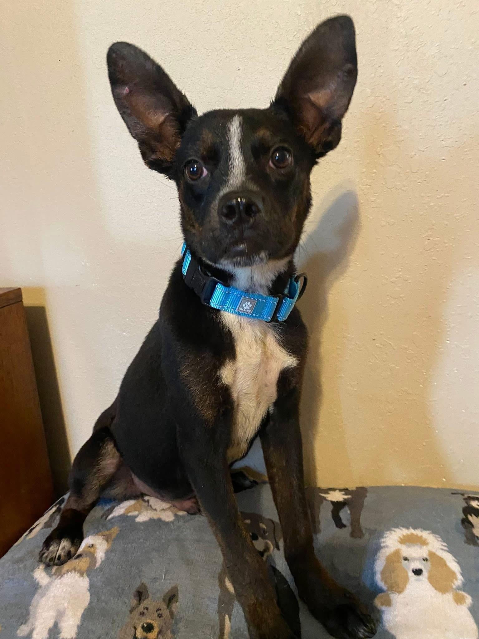 Enlarge Myles, a Adoptable mixed breed in Salamanca, NY image 1/1