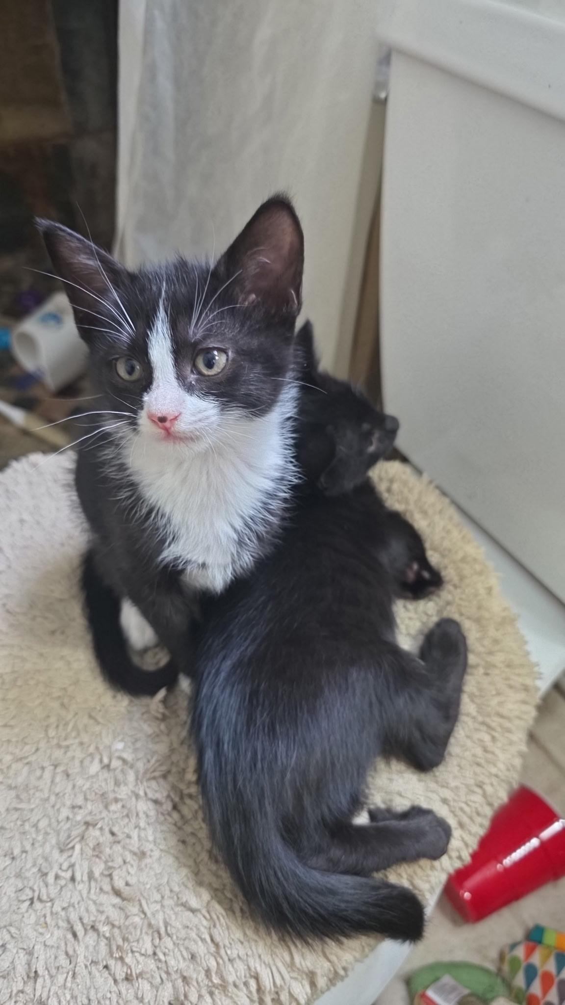 Falcon, adopted, Kitten Male Domestic Short Hair.