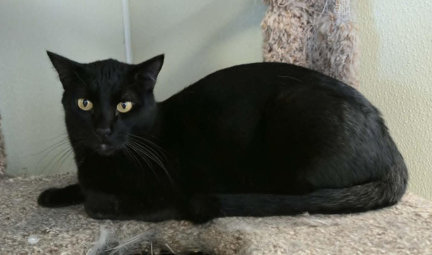 Shaq, Adoptable, Adult Male Domestic Short Hair.