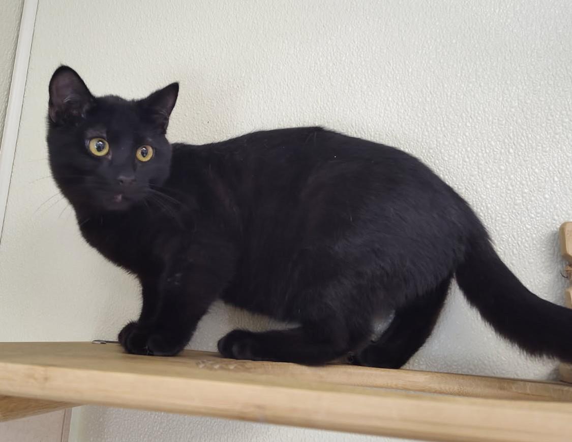 Shaq, Adoptable, Adult Male Domestic Short Hair.