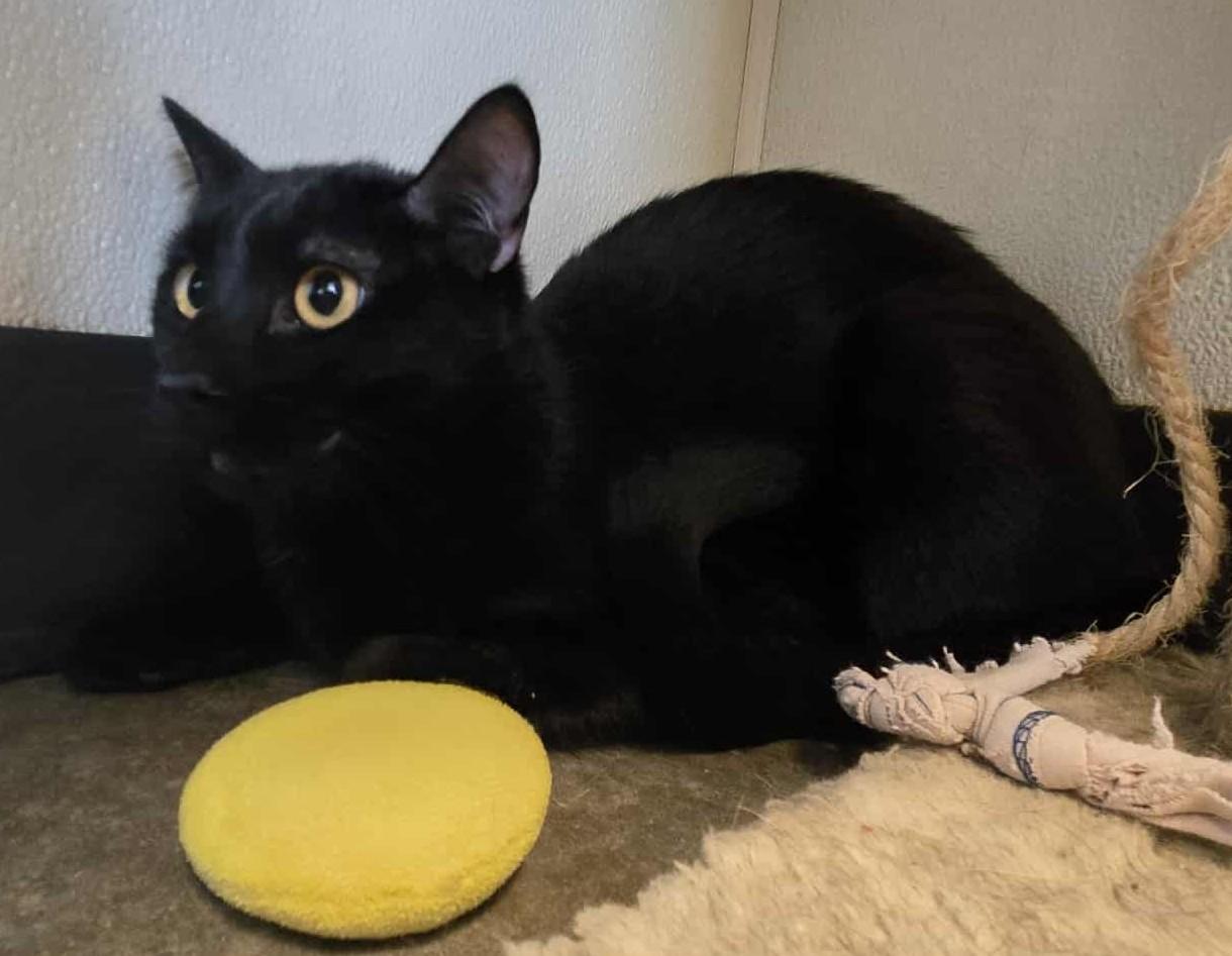 Shaq, a Adoptable Domestic Short Hair in Larned, KS image 2/4