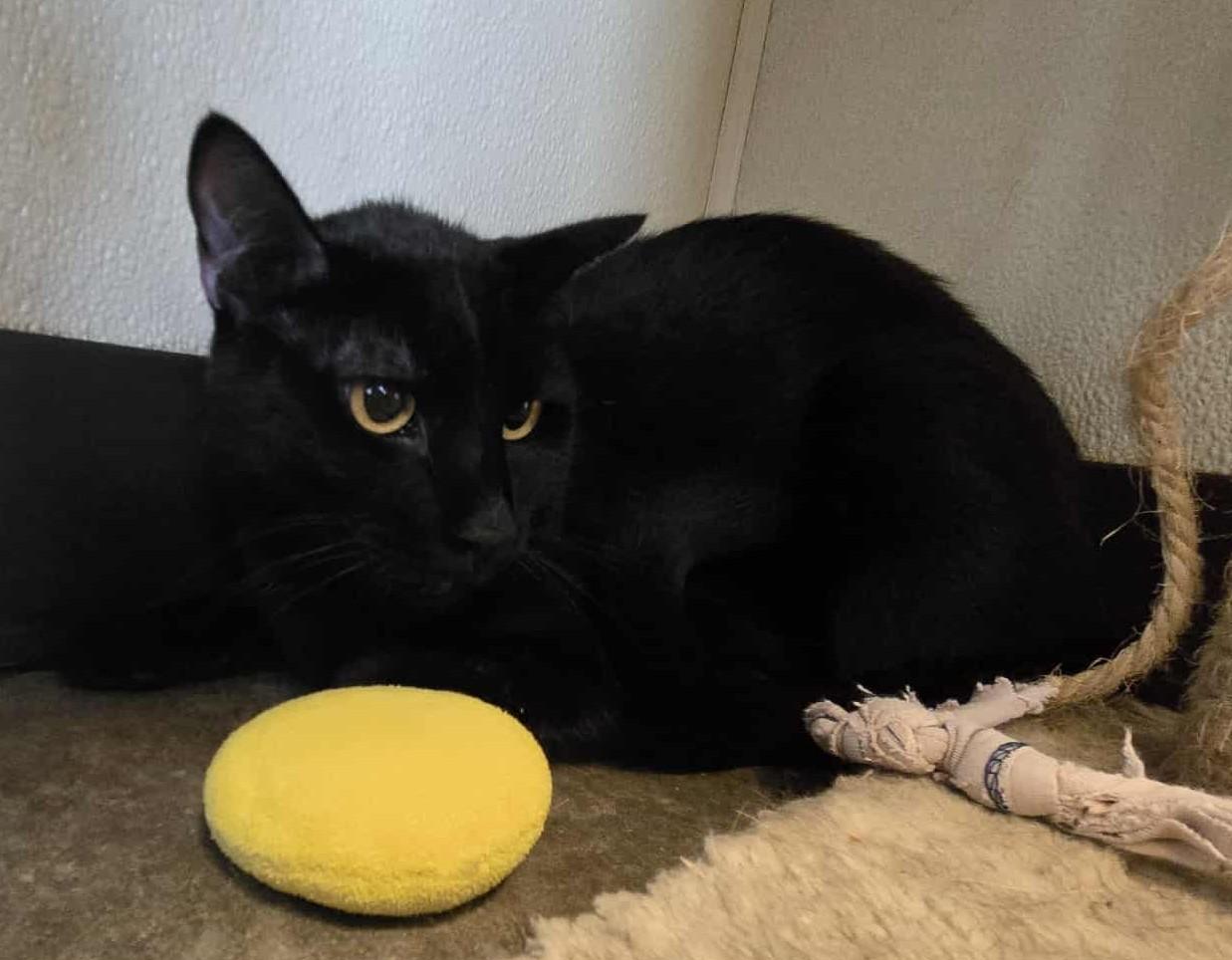 Shaq, a Adoptable Domestic Short Hair in Larned, KS image 3/4