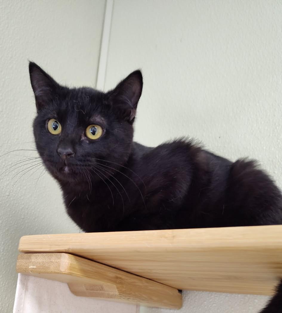 Shaq, Adoptable, Adult Male Domestic Short Hair.