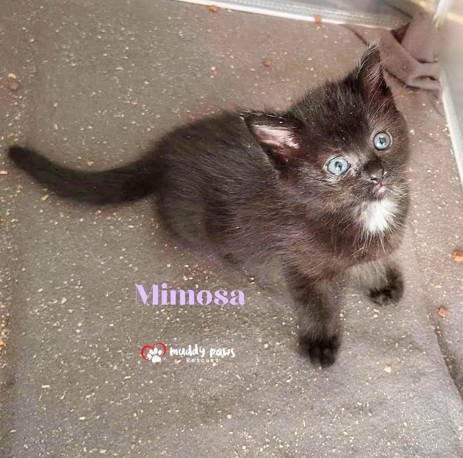 Black Clover Litter: Mimosa photo