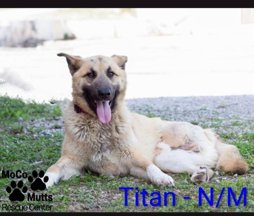 Enlarge Titan - Tripod, a Adoptable mixed breed in Chardon, OH image 3/4